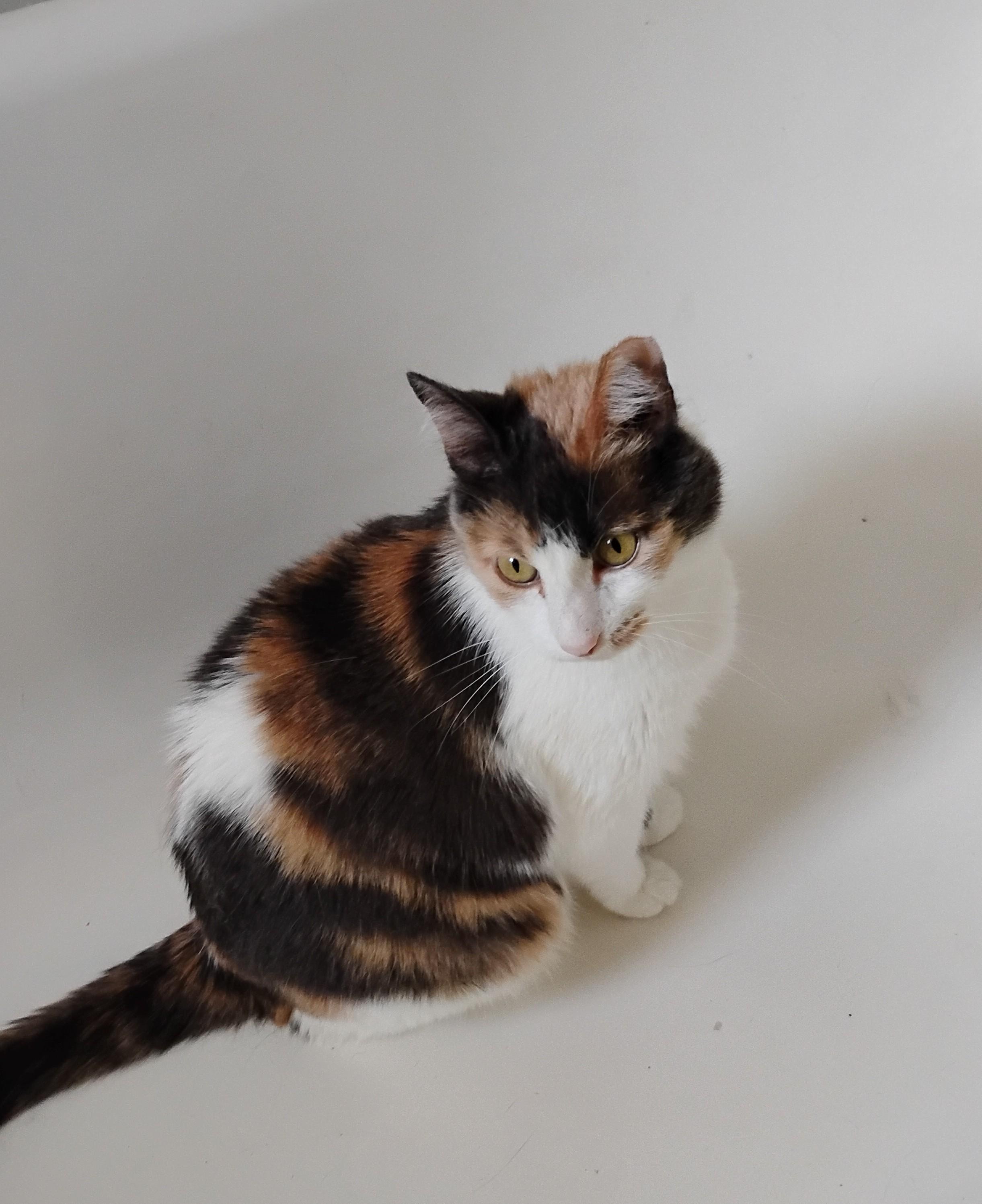 Chablis, Adoptable, Adult Female Calico.