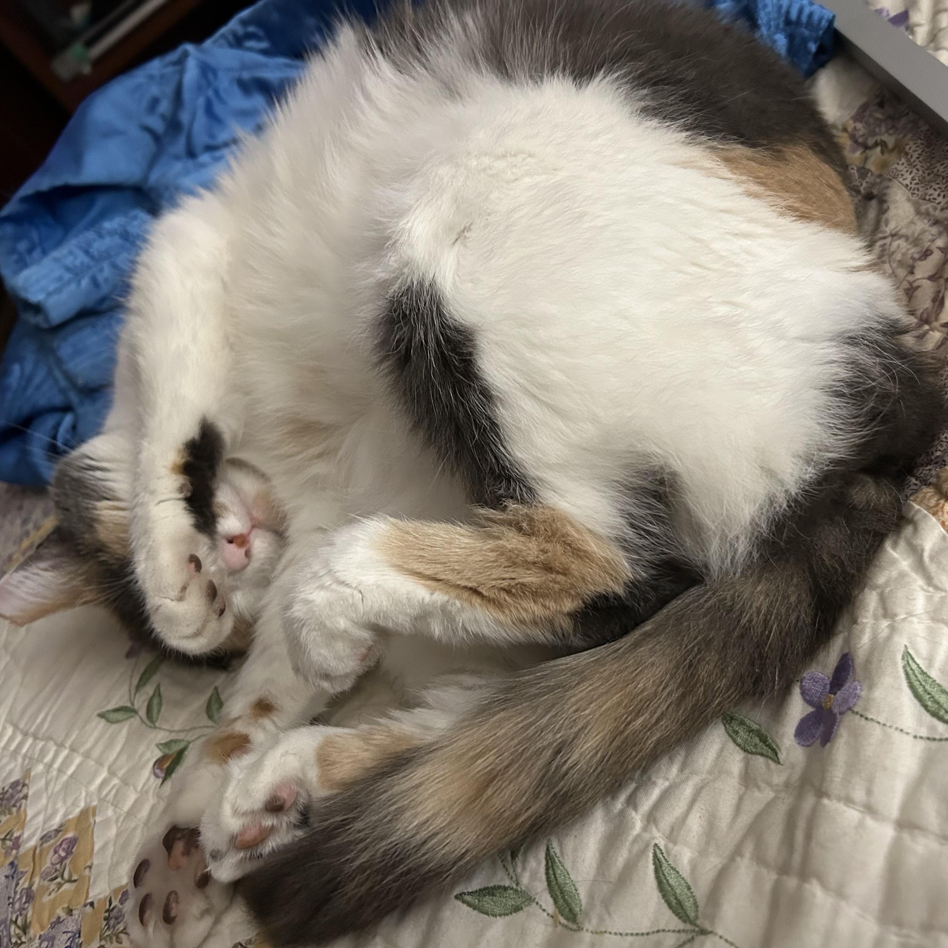 Enlarge Chablis, a ADOPTABLE Calico in Woodland, CA image 3/6
