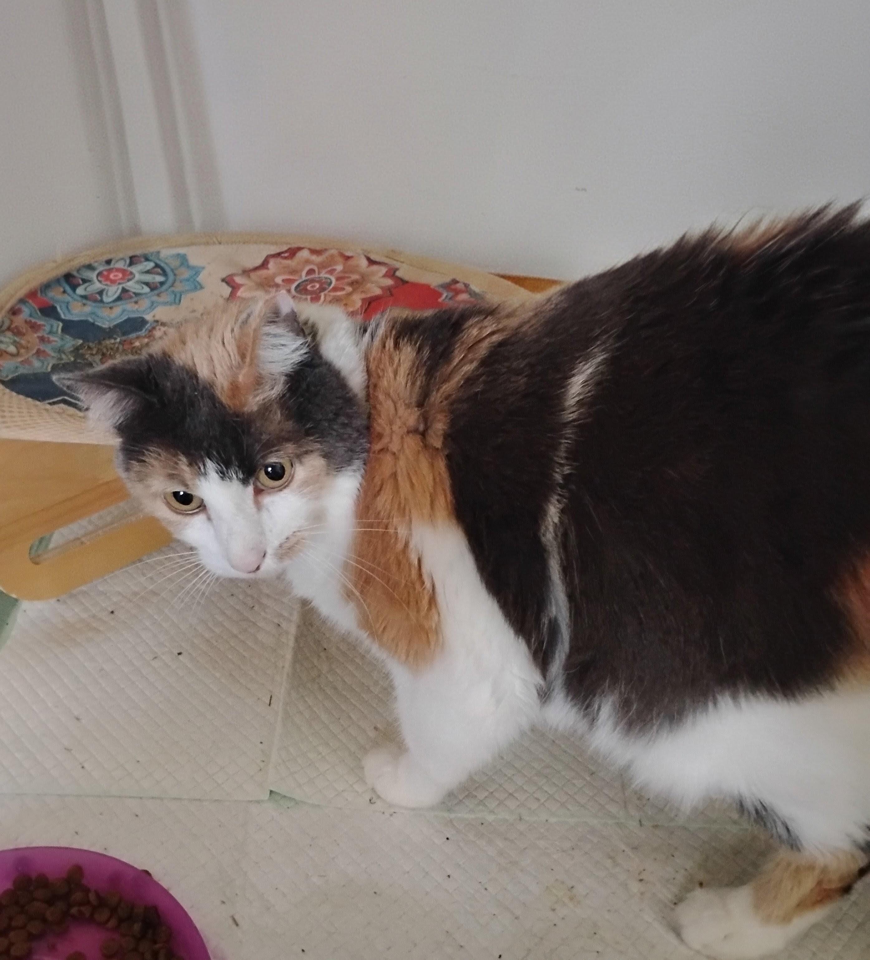 Enlarge Chablis, a ADOPTABLE Calico in Woodland, CA image 1/6
