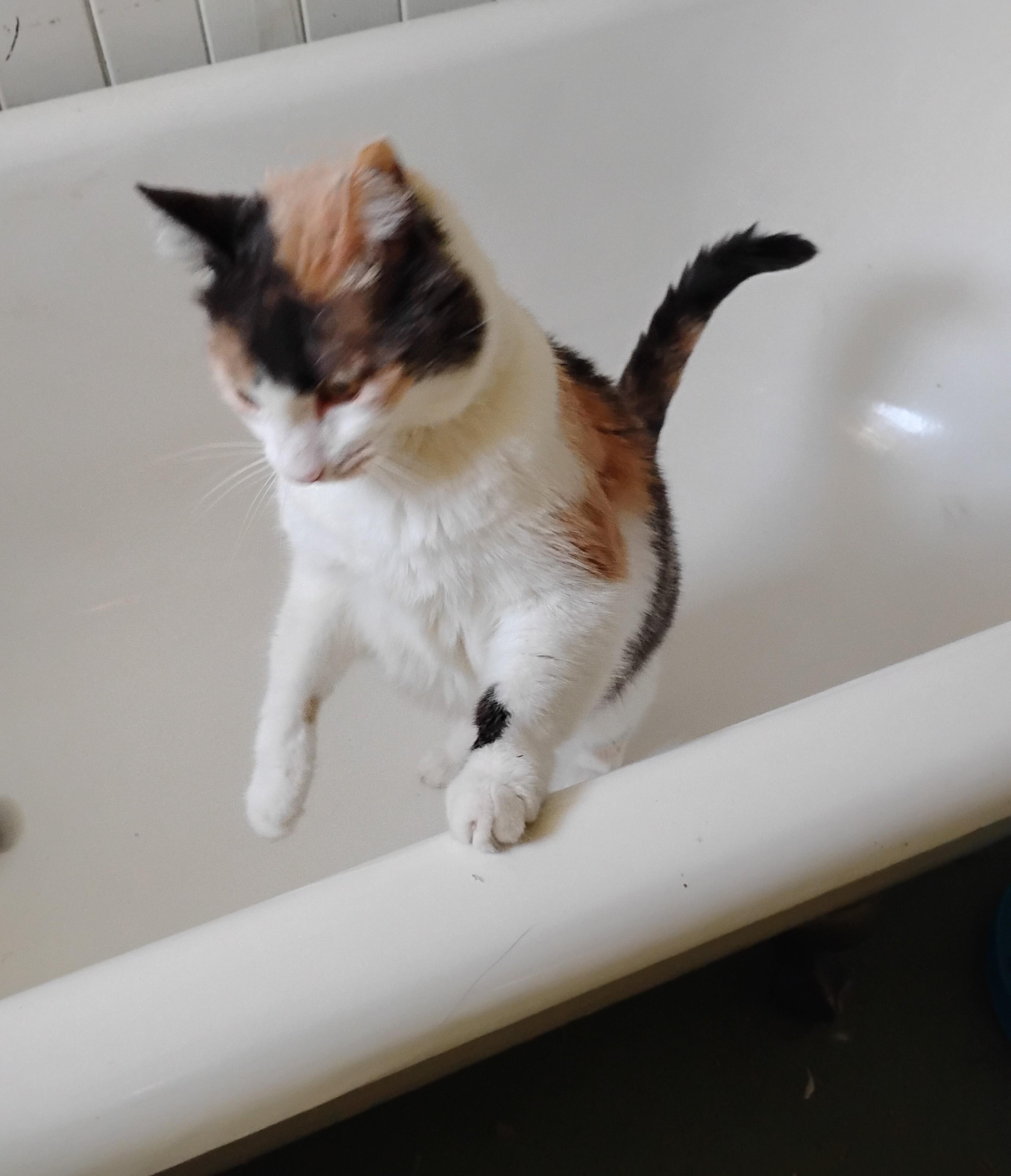 Enlarge Chablis, a Adoptable Calico in Woodland, CA image 2/5