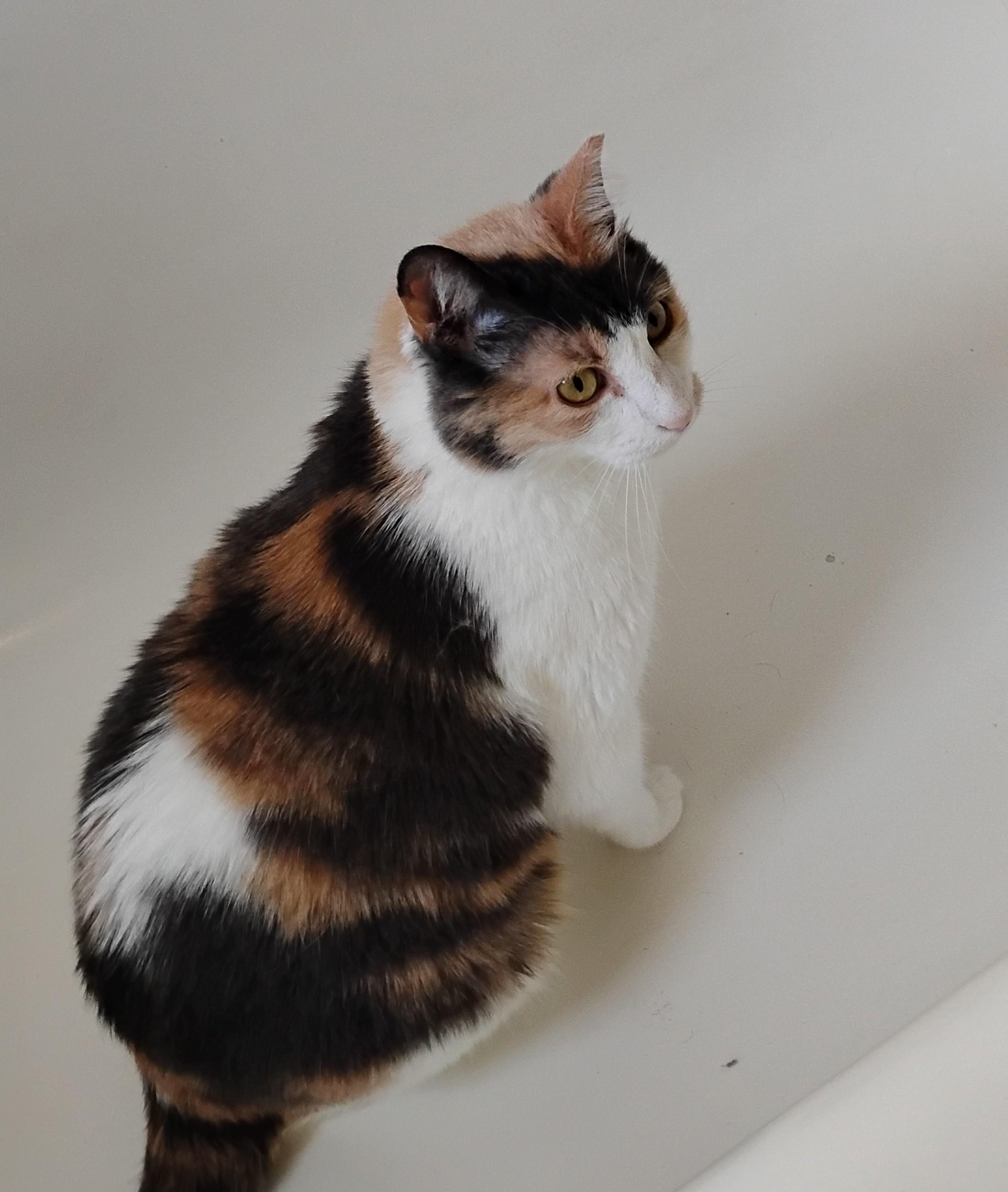 Enlarge Chablis, a Adoptable Calico in Woodland, CA image 3/5