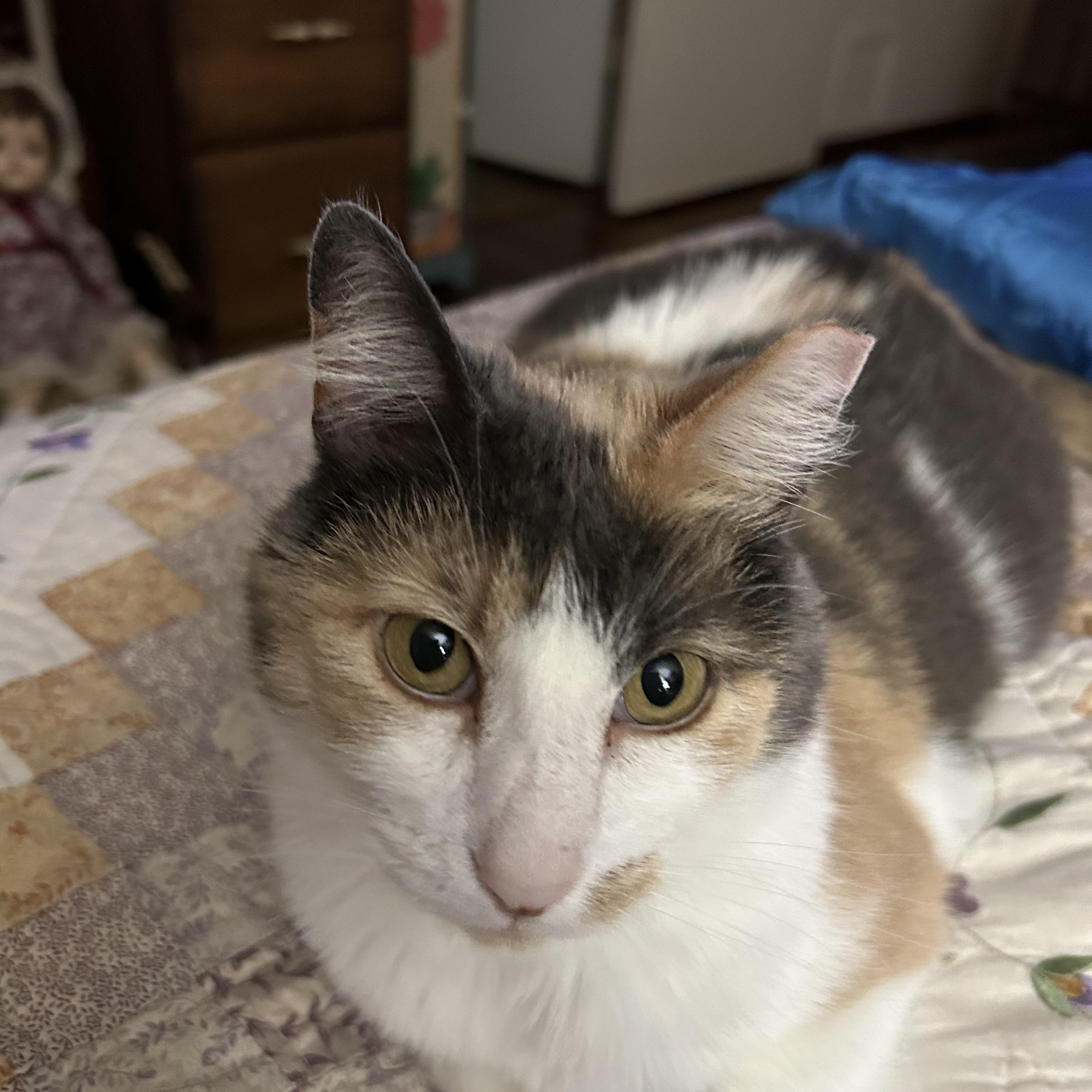 Enlarge Chablis, a ADOPTABLE Calico in Woodland, CA image 4/6