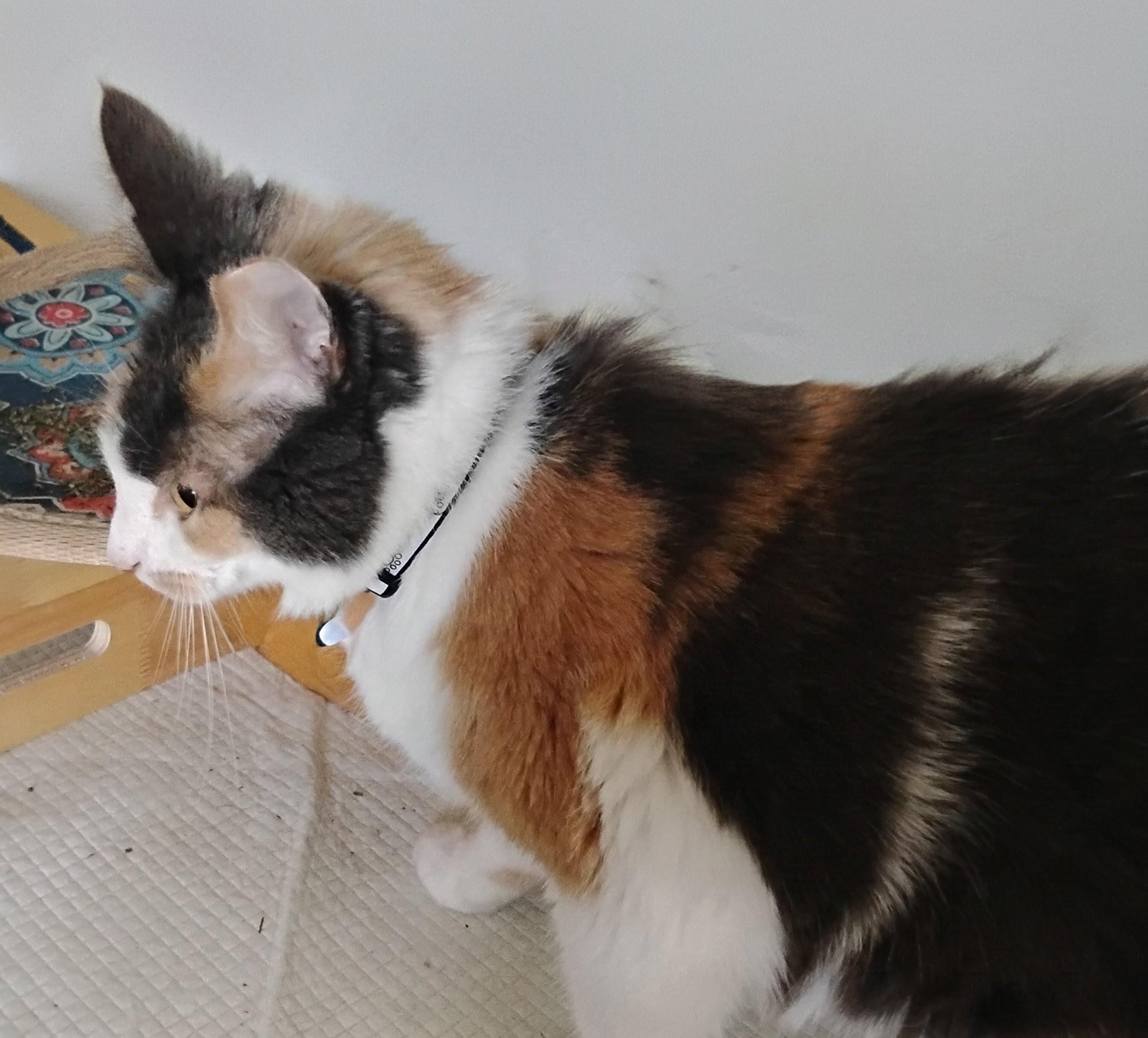Enlarge Chablis, a ADOPTABLE Calico in Woodland, CA image 5/6
