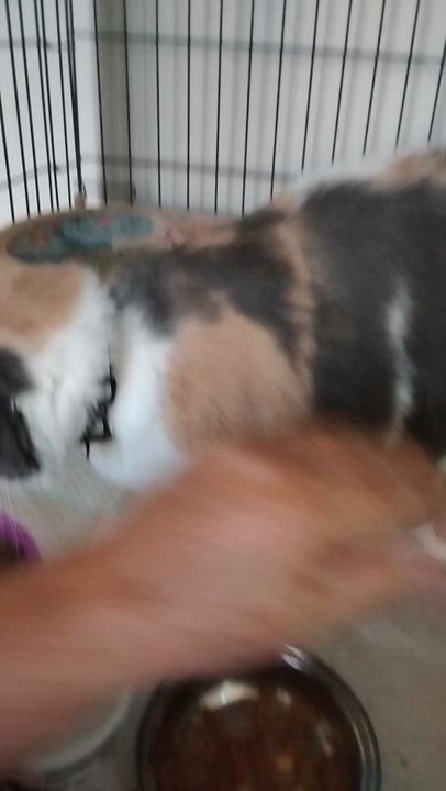 Enlarge Chablis, a ADOPTABLE Calico in Woodland, CA video 6/6
