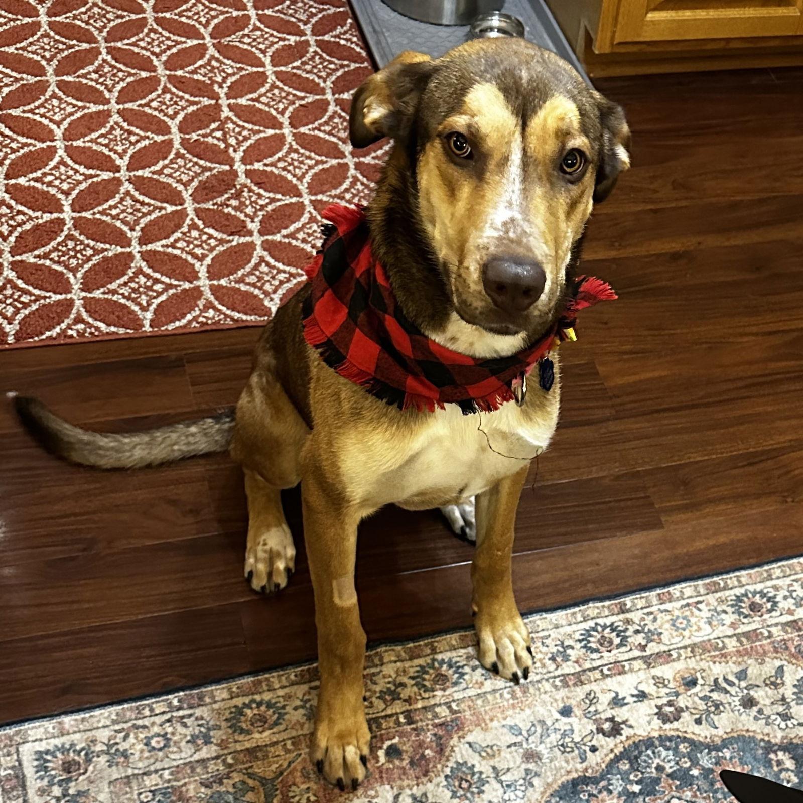 Enlarge Rudy Gobert, a Adoptable mixed breed in Fargo, ND image 1/3