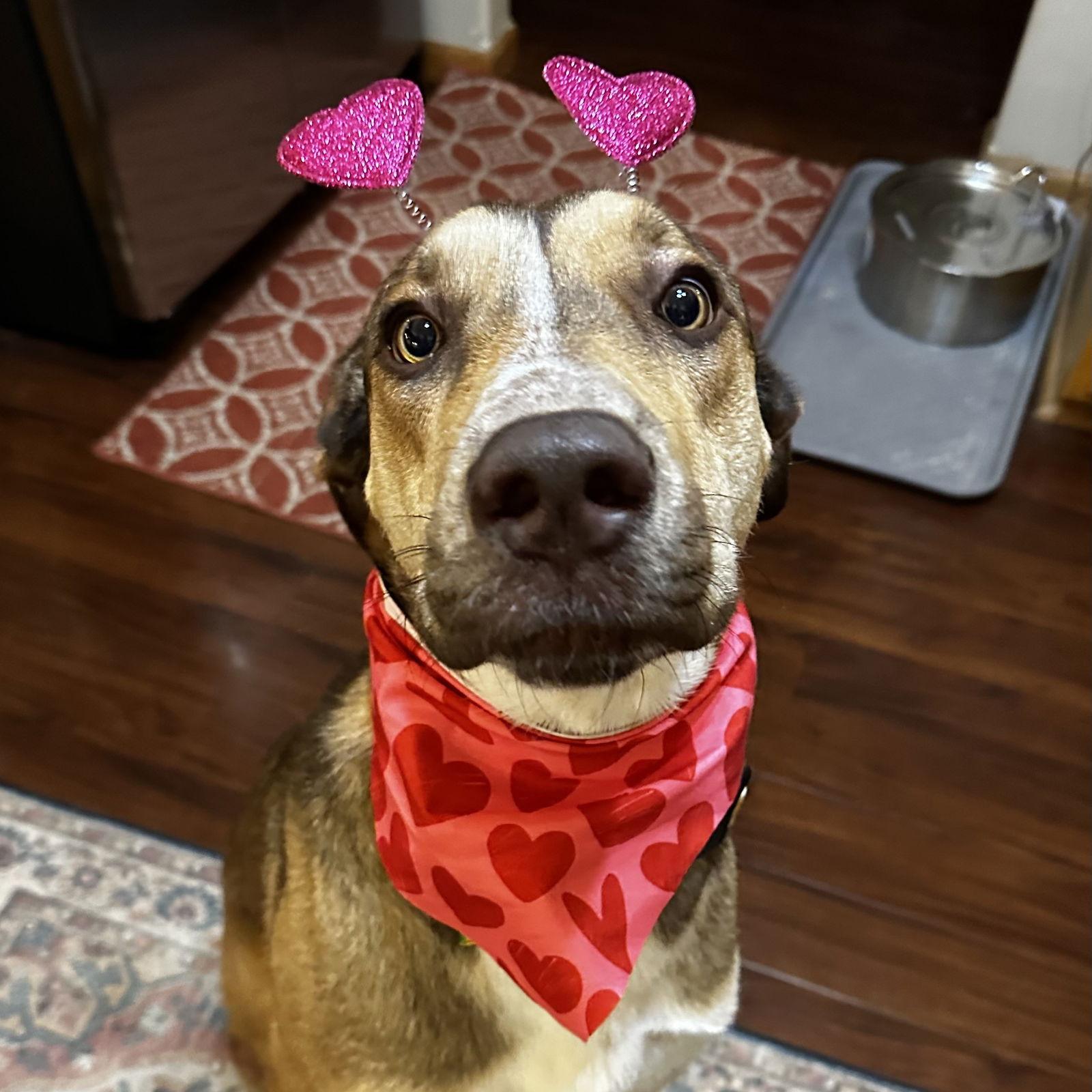 Enlarge Rudy Gobert, a Adoptable mixed breed in Fargo, ND image 1/3