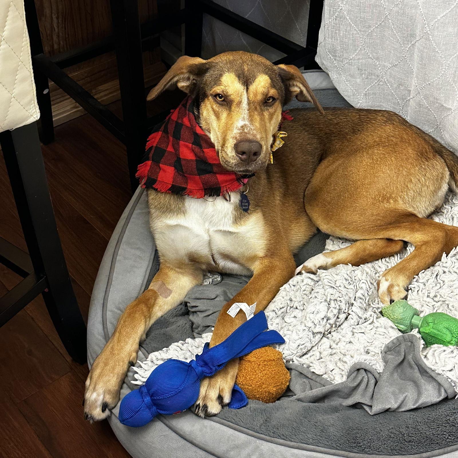 Enlarge Rudy Gobert, a Adoptable mixed breed in Fargo, ND image 2/3