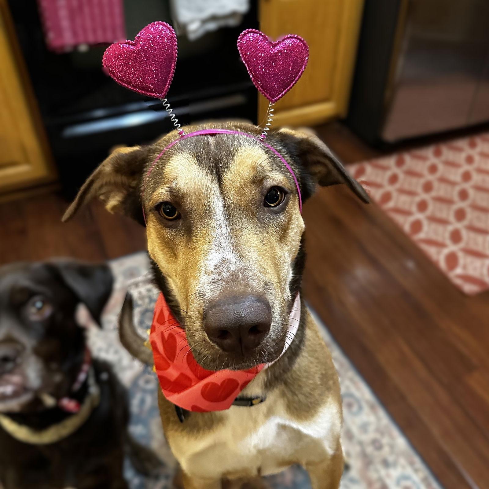 Enlarge Rudy Gobert, a Adoptable mixed breed in Fargo, ND image 2/3