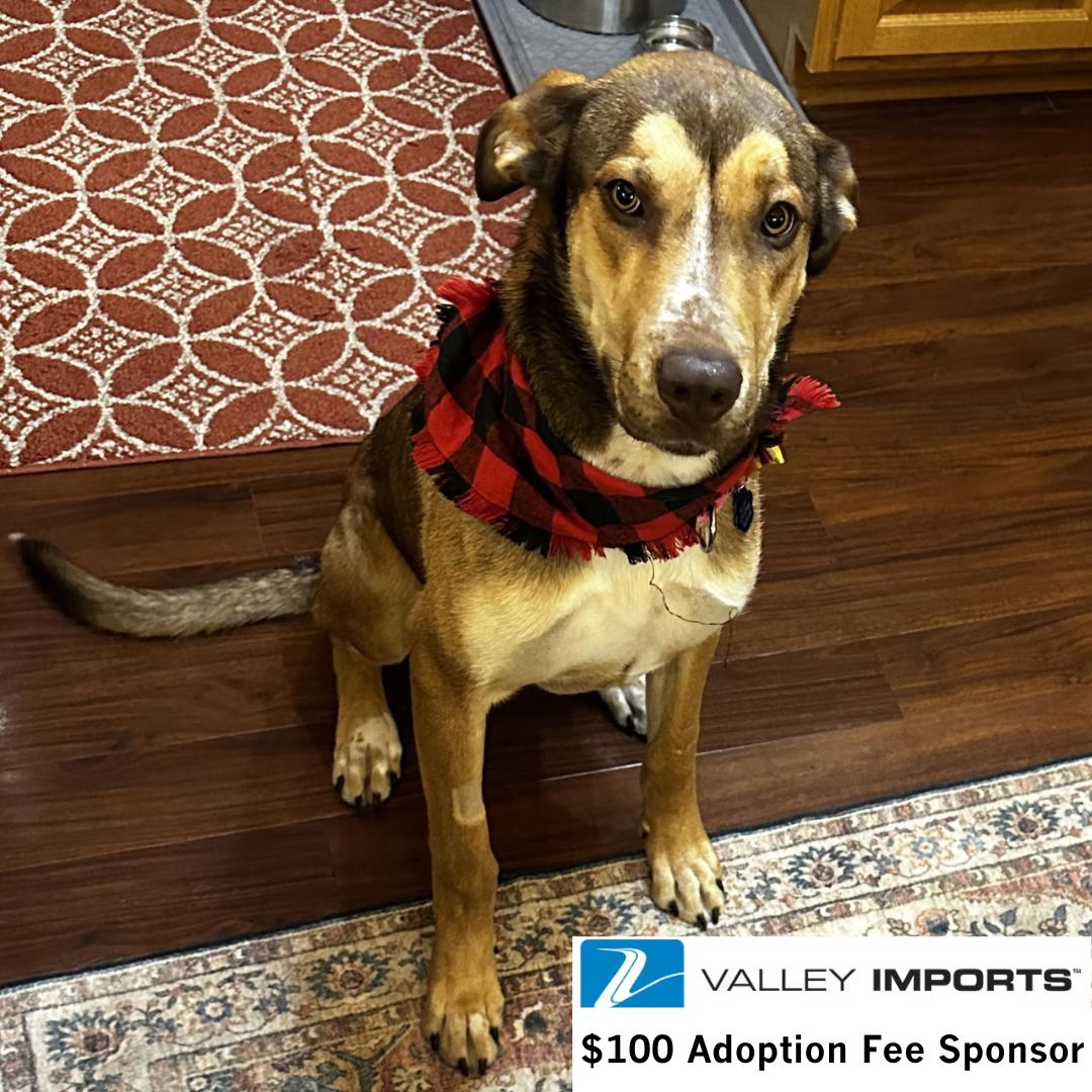 Enlarge Rudy Gobert, a Adoptable mixed breed in Fargo, ND image 3/3