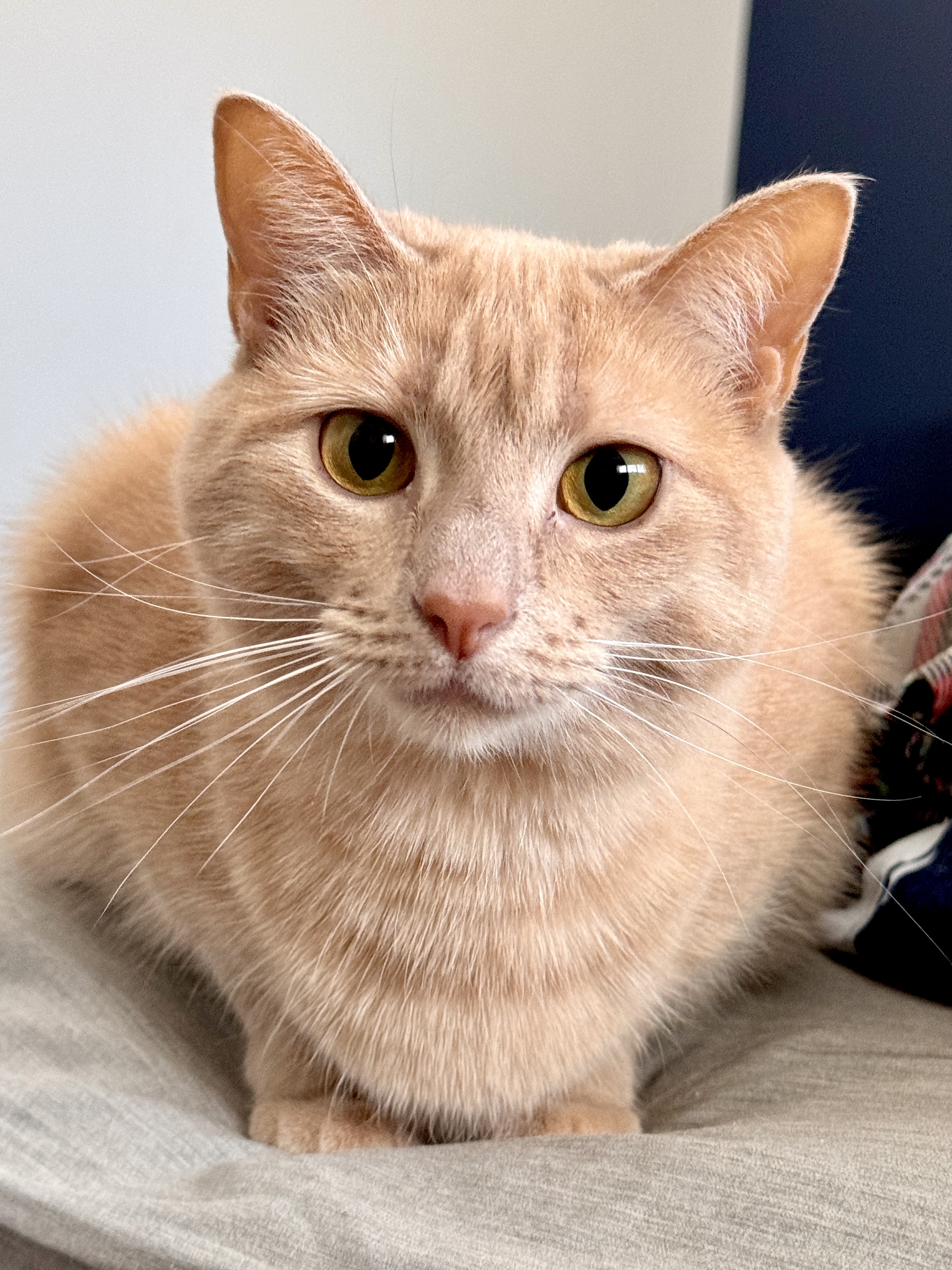 Mango, a Adoptable Domestic Short Hair in Anoka, MN image 1/5