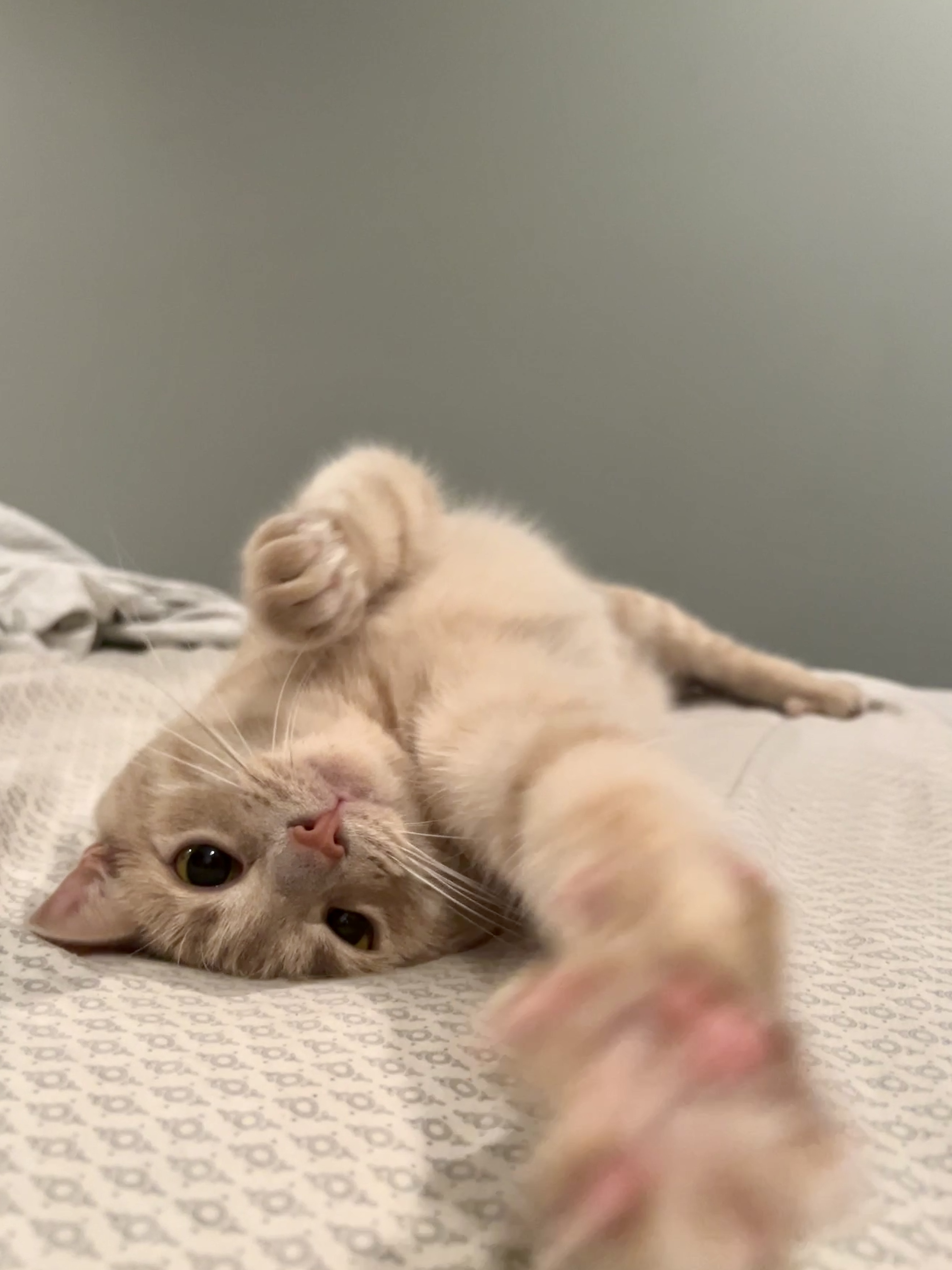 Mango, a Adoptable Domestic Short Hair in Anoka, MN image 2/5