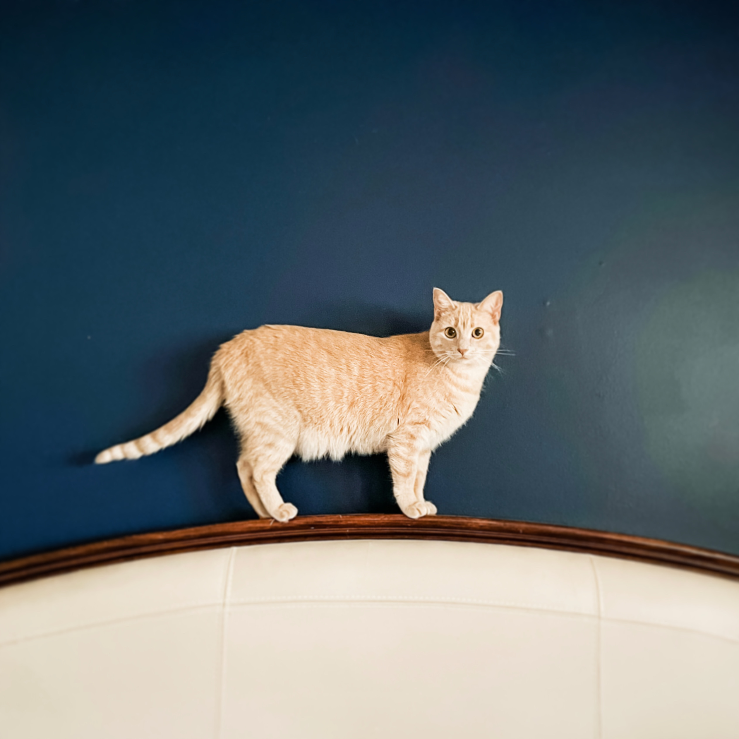 Mango, a Adoptable Domestic Short Hair in Anoka, MN image 3/5