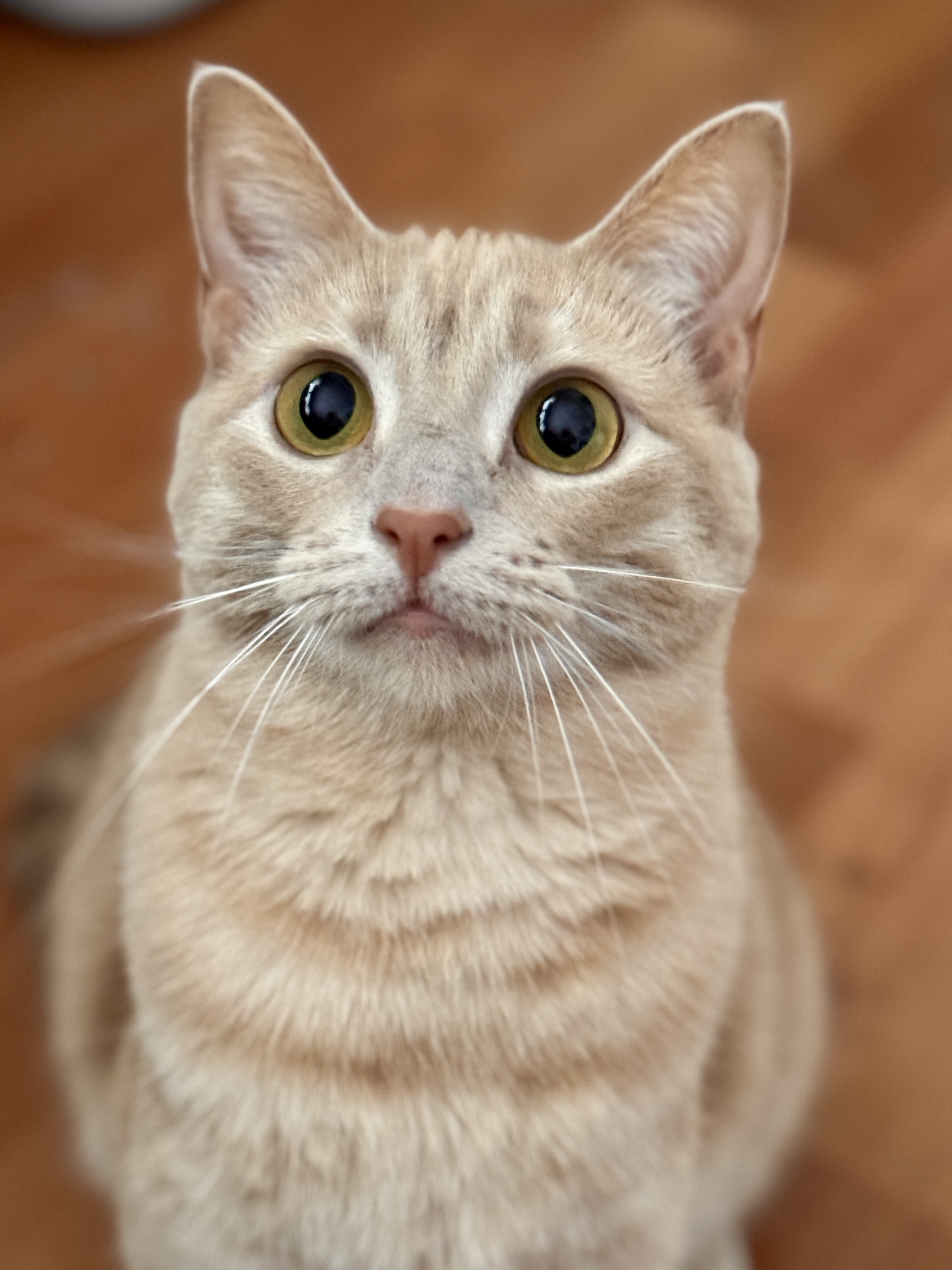 Mango, a Adoptable Domestic Short Hair in Anoka, MN image 5/5
