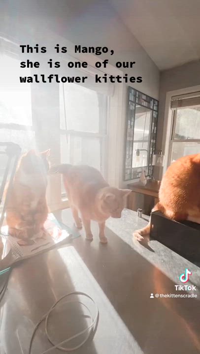 Enlarge Mango, a Adoptable Domestic Short Hair in Anoka, MN video 4/5