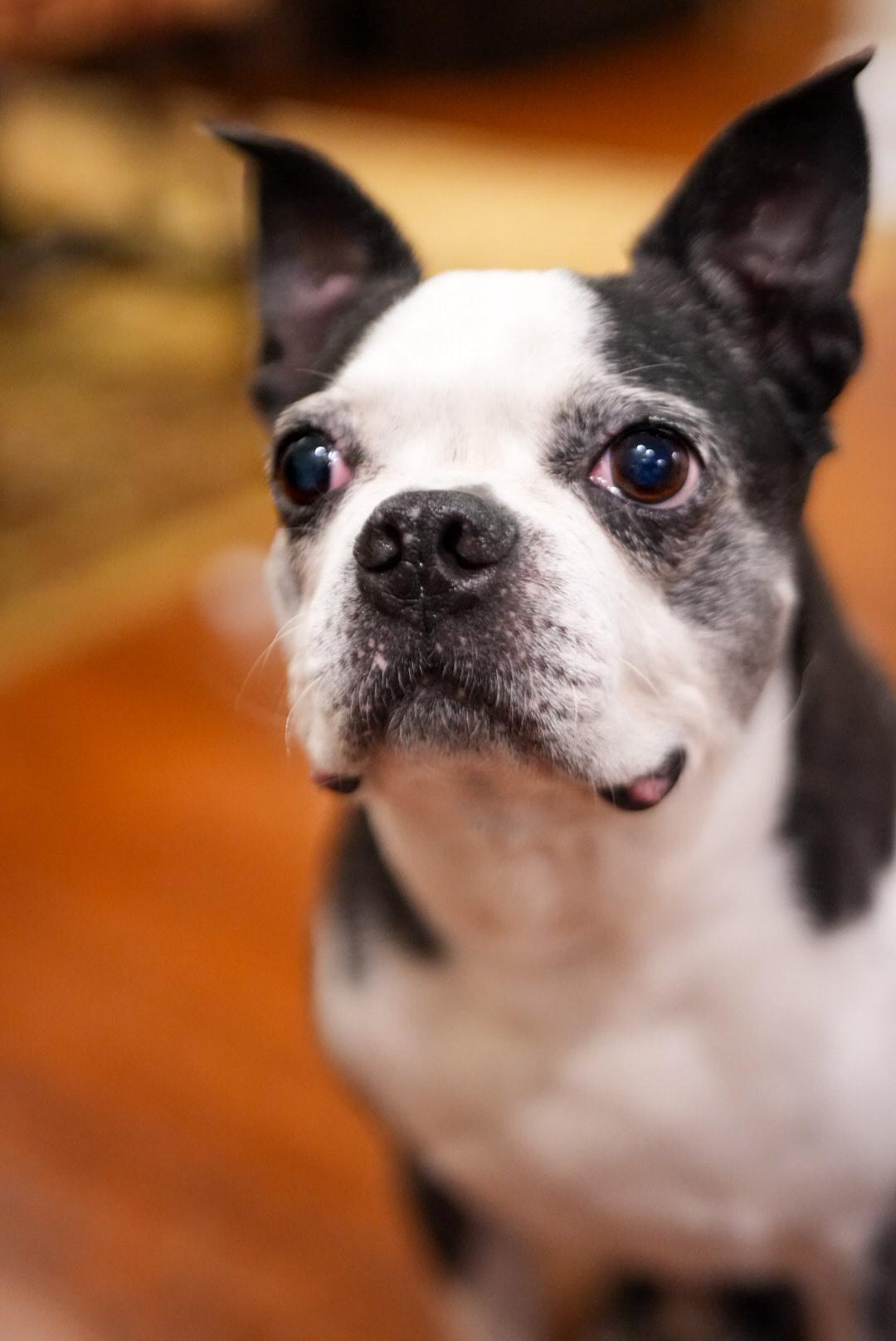 Rex, Adoptable, Senior Male Boston Terrier.