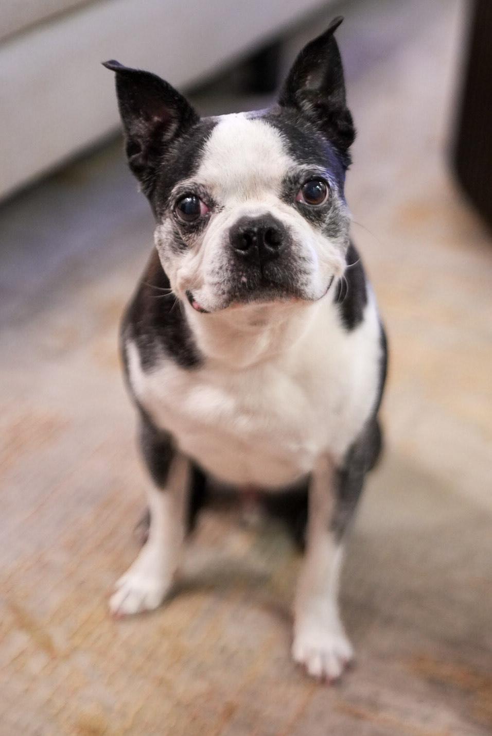 Rex, a Adoptable Boston Terrier in New York, NY image 2/3