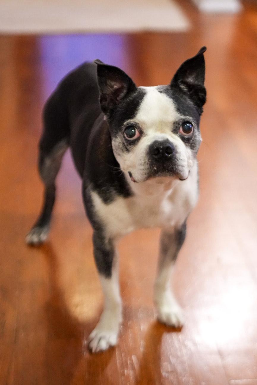 Rex, a Adoptable Boston Terrier in New York, NY image 3/3