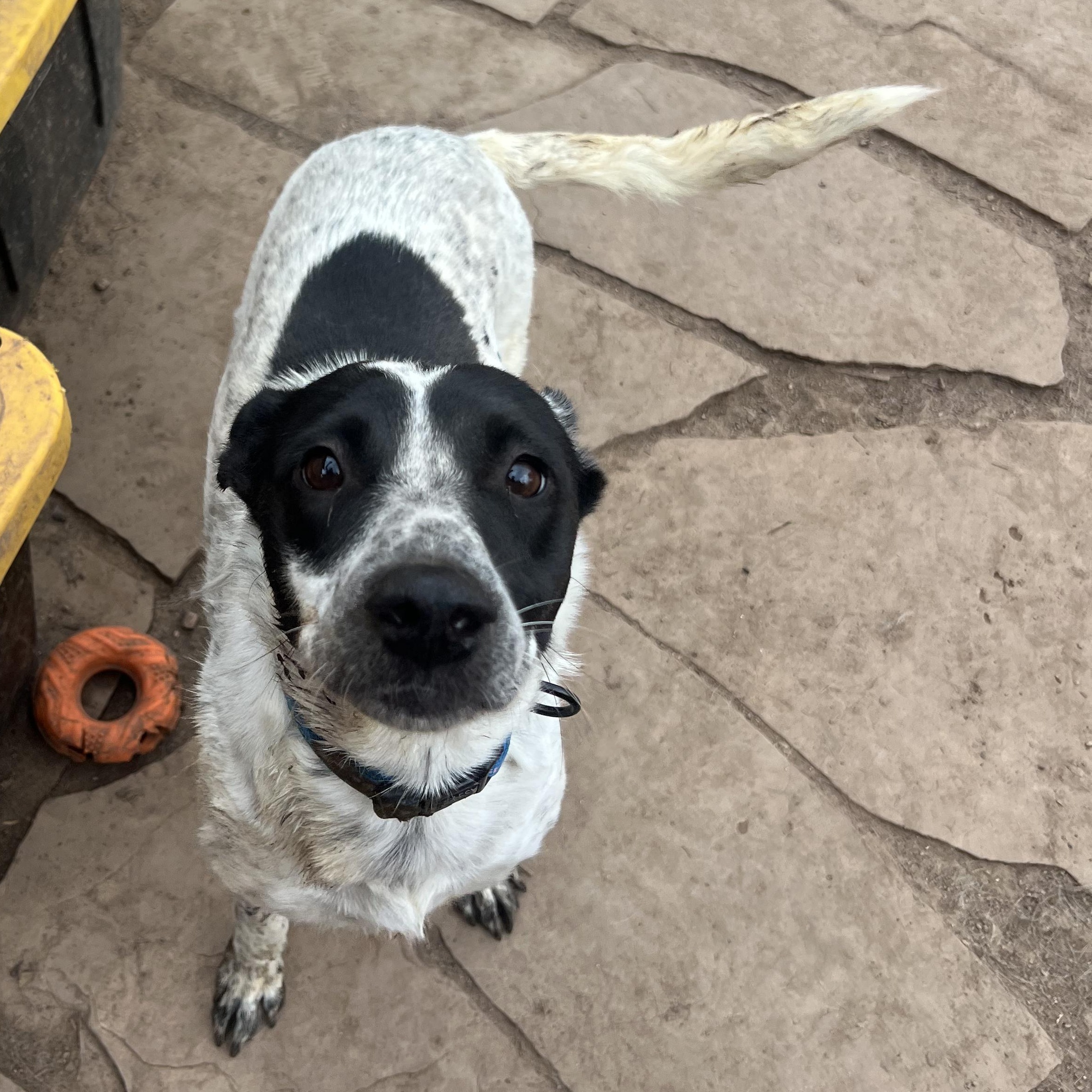 Enlarge Tulip, a Adoptable mixed breed in Fort Collins, CO image 2/4