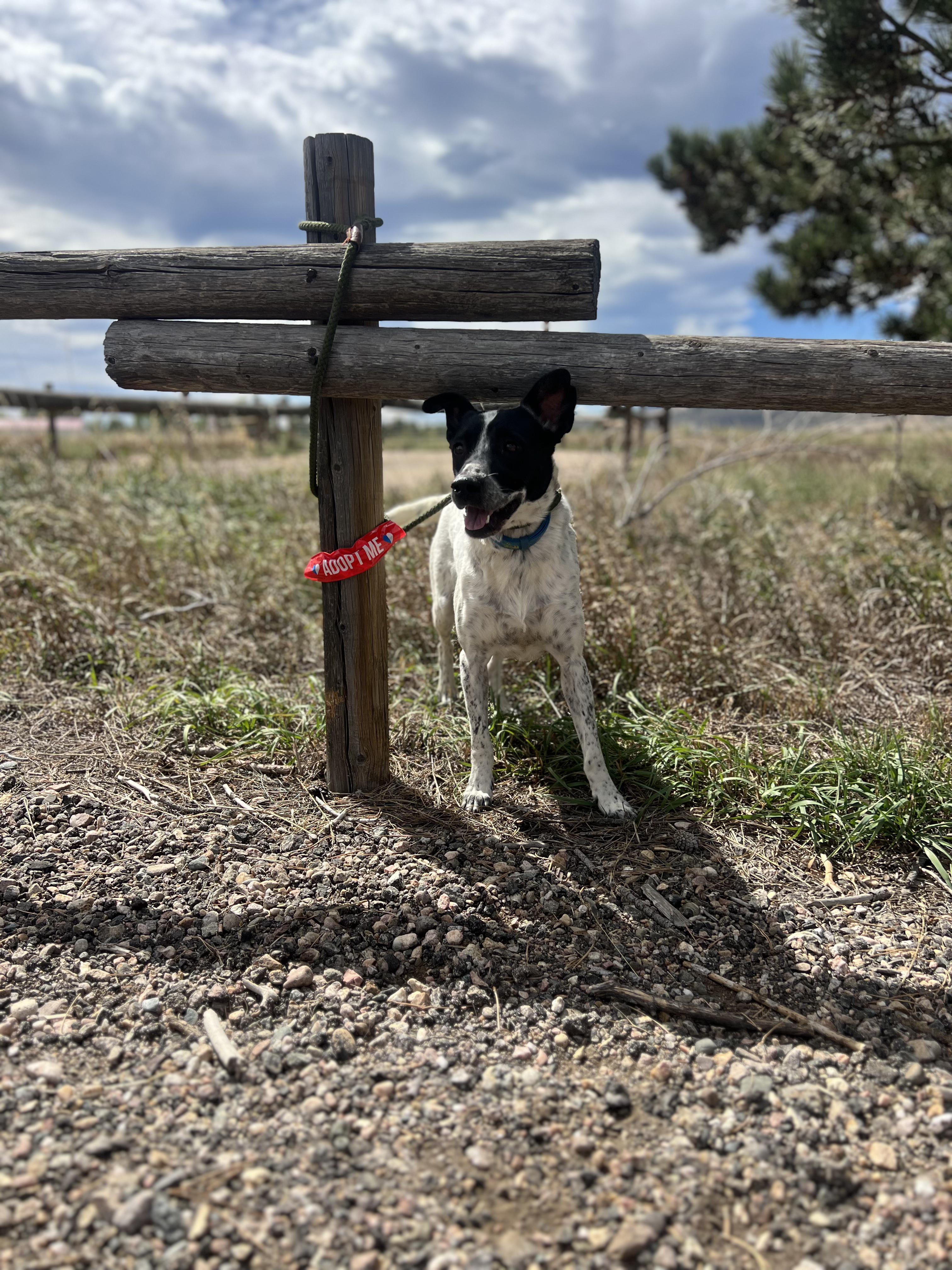 Enlarge Tulip, a Adoptable mixed breed in Fort Collins, CO image 4/4