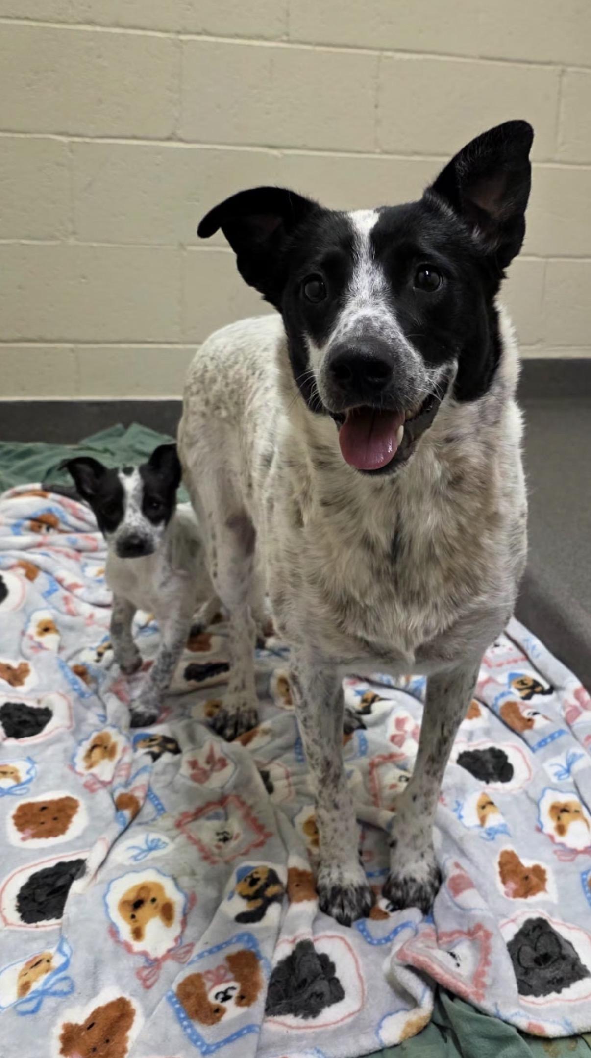 Tulip, Adoptable, Adult Female Australian Cattle Dog / Blue Heeler.