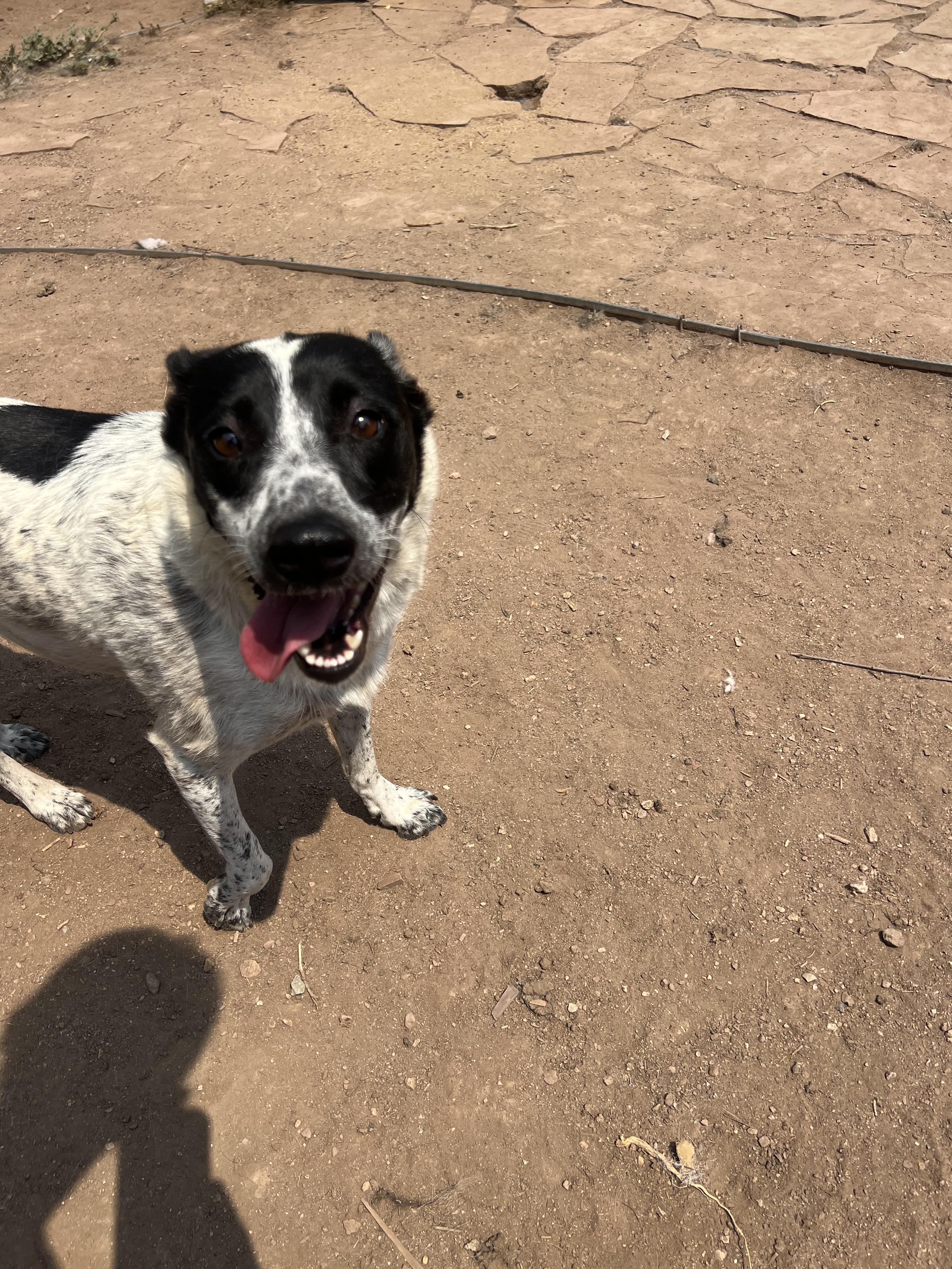 Tulip, a Adoptable mixed breed in Fort Collins, CO image 2/2