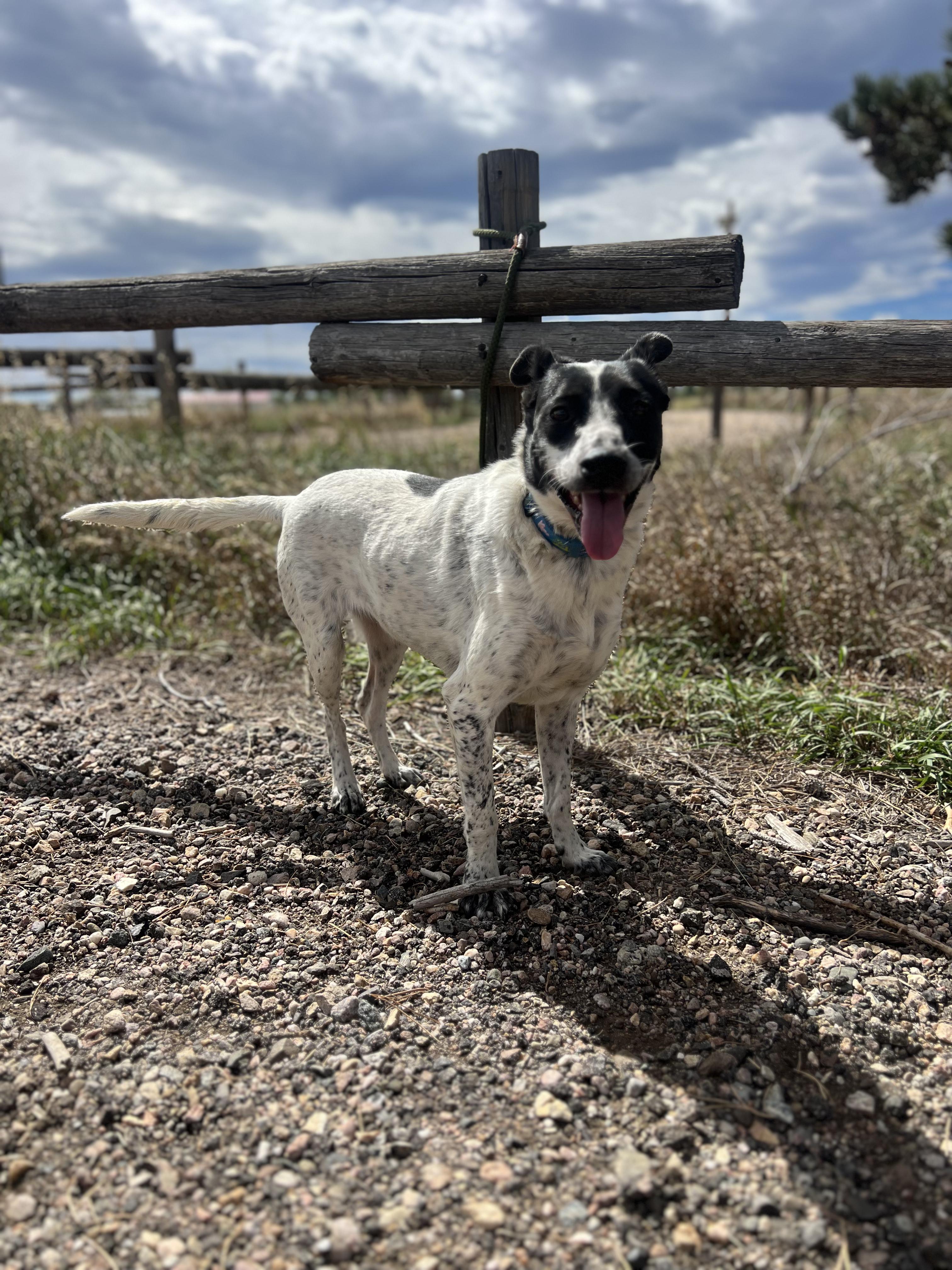Enlarge Tulip, a Adoptable mixed breed in Fort Collins, CO image 1/4