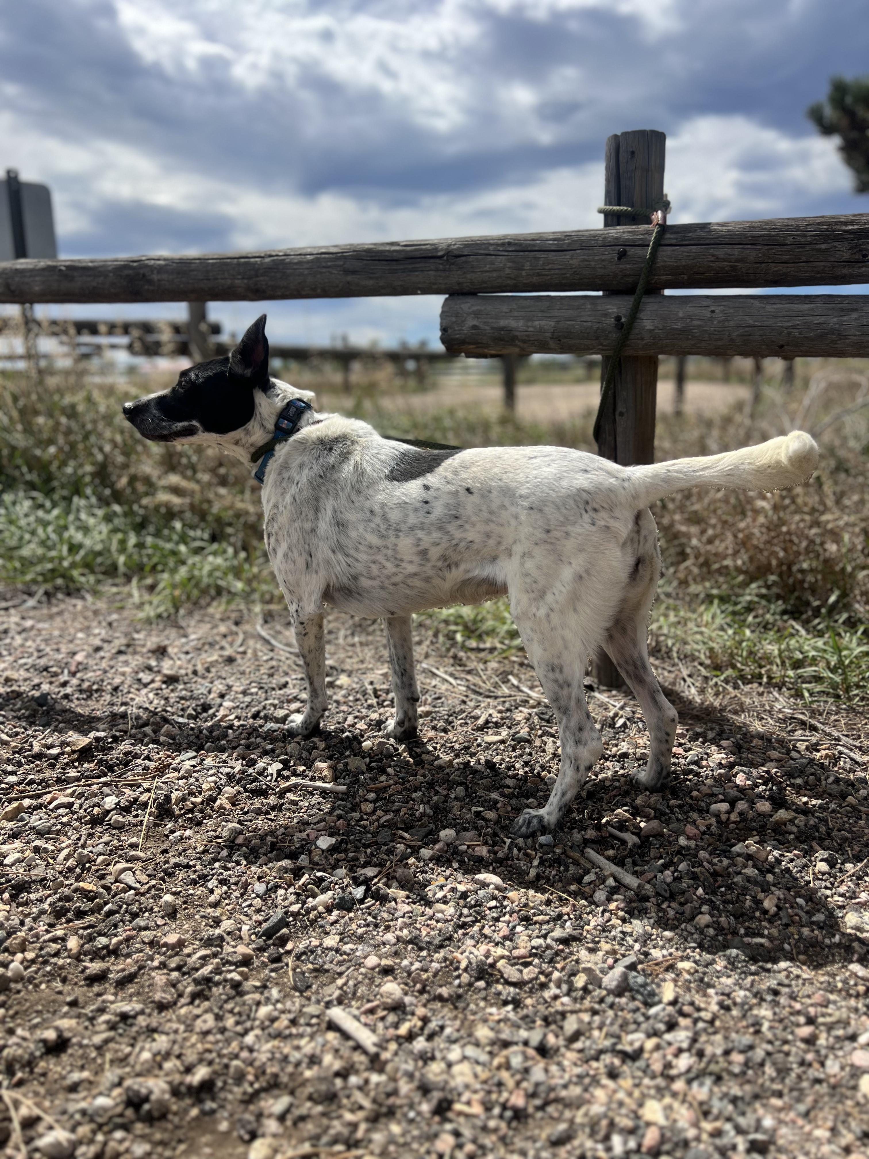 Enlarge Tulip, a Adoptable mixed breed in Fort Collins, CO image 3/4