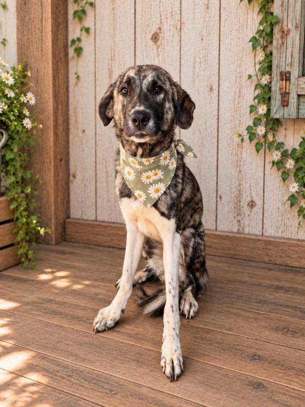 Enlarge Hattie, a Adoptable mixed breed in Lafayette, LA image 1/1