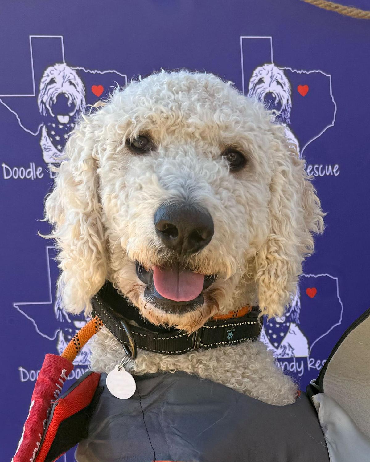 Snoopdog, adopted, Young Male Goldendoodle.