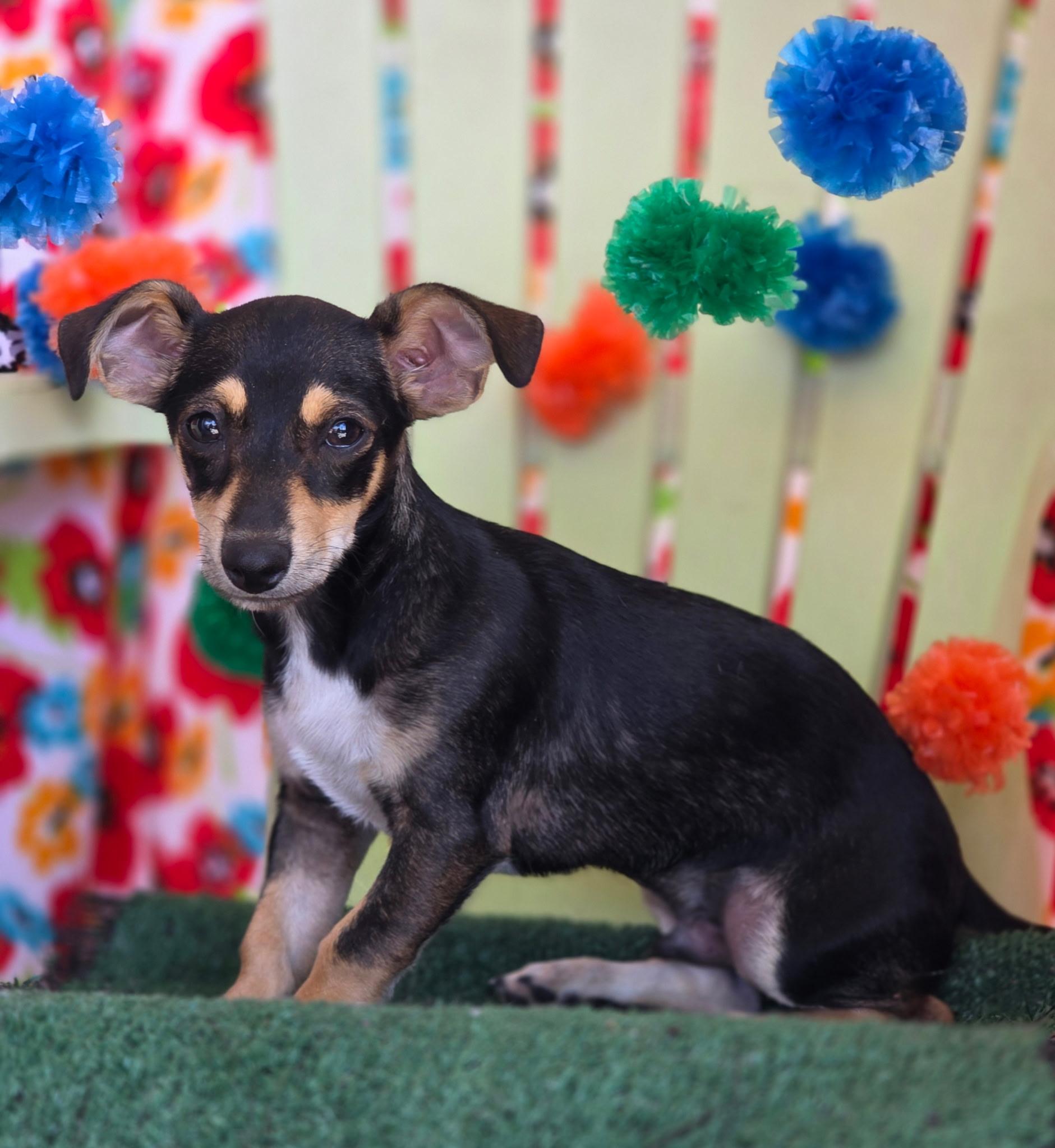 Enlarge Calliope, an adopted mixed breed in Long Beach, CA image 5/6