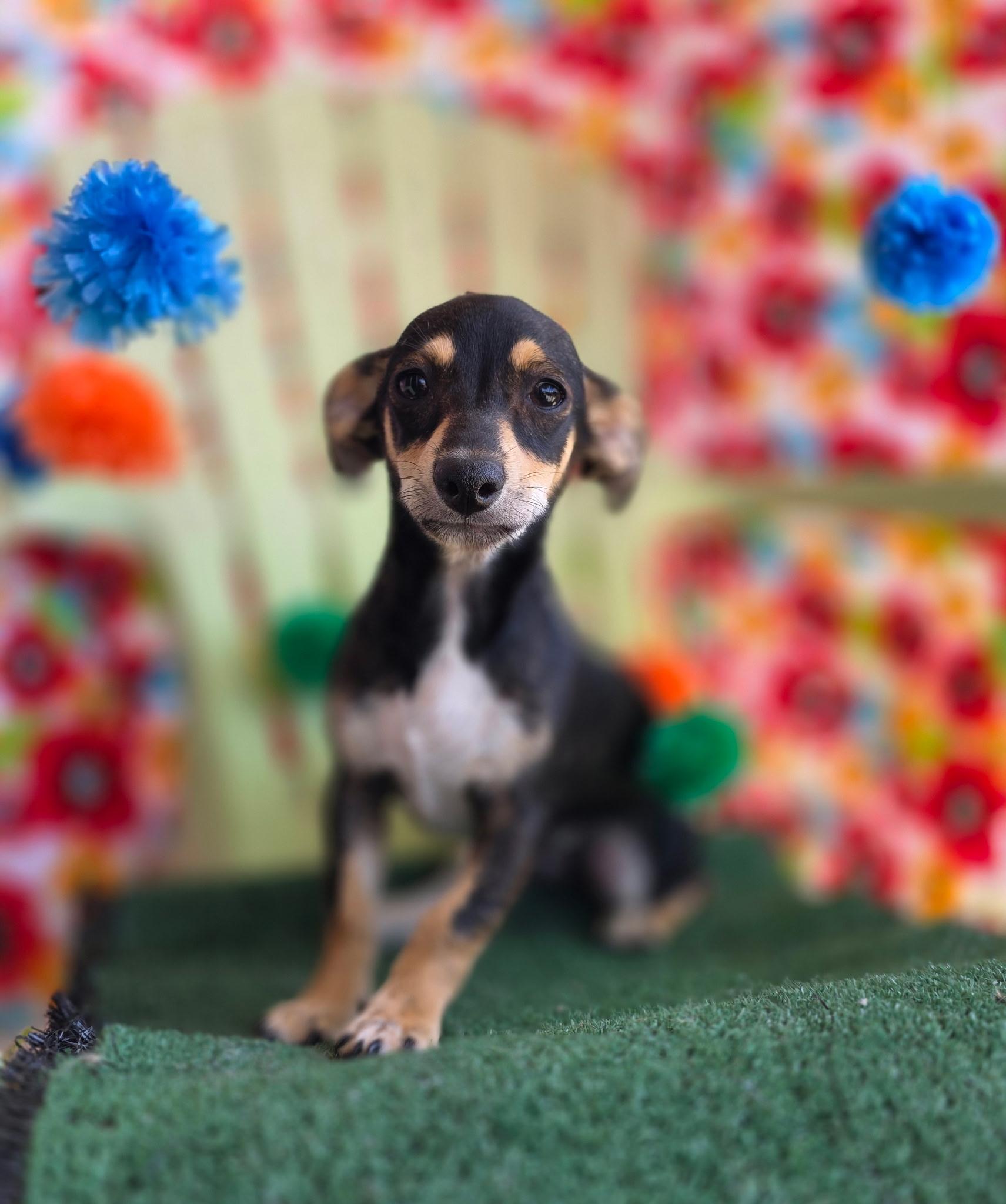 Enlarge Calliope, an adopted mixed breed in Long Beach, CA image 6/6
