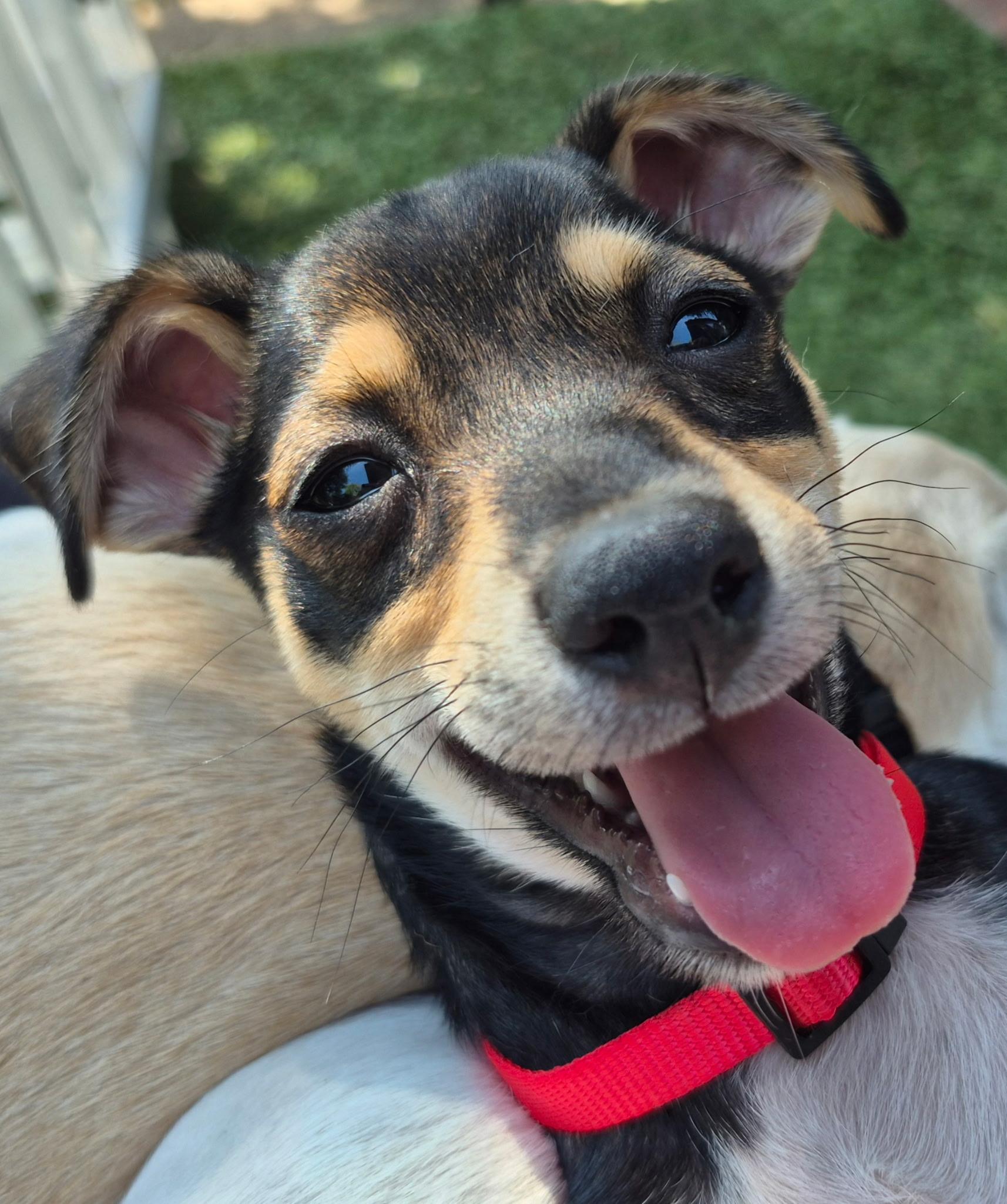 Calliope, a ADOPTABLE mixed breed in Long Beach, CA image 4/6