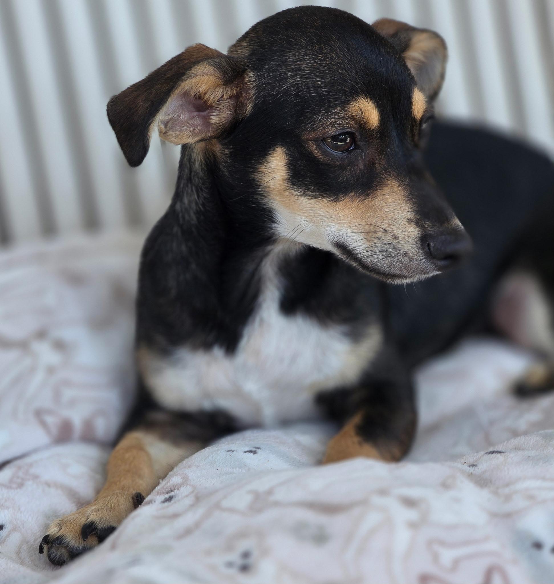 Enlarge Calliope, an adopted mixed breed in Long Beach, CA image 4/6