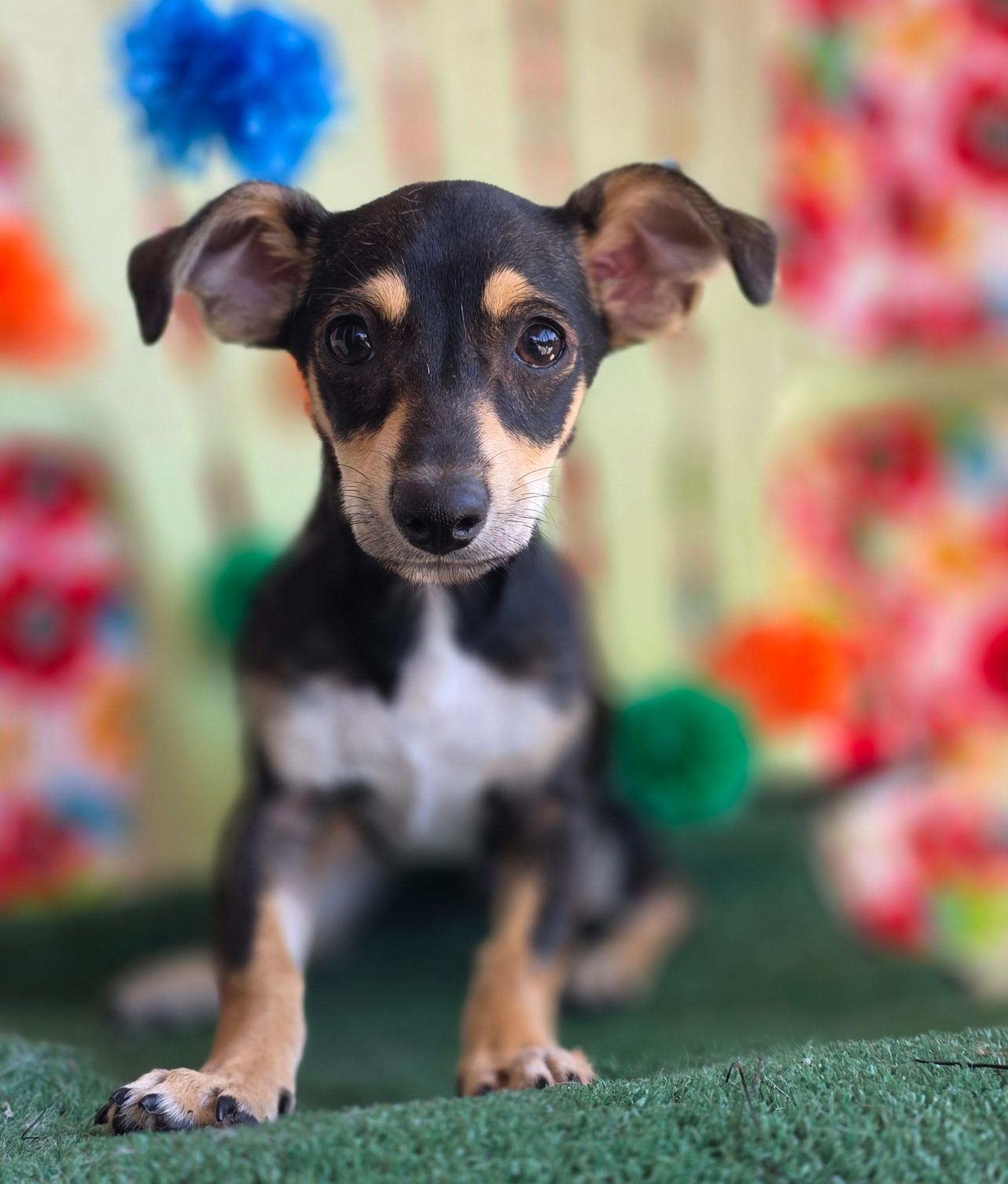 Enlarge Calliope, an adopted mixed breed in Long Beach, CA image 1/6