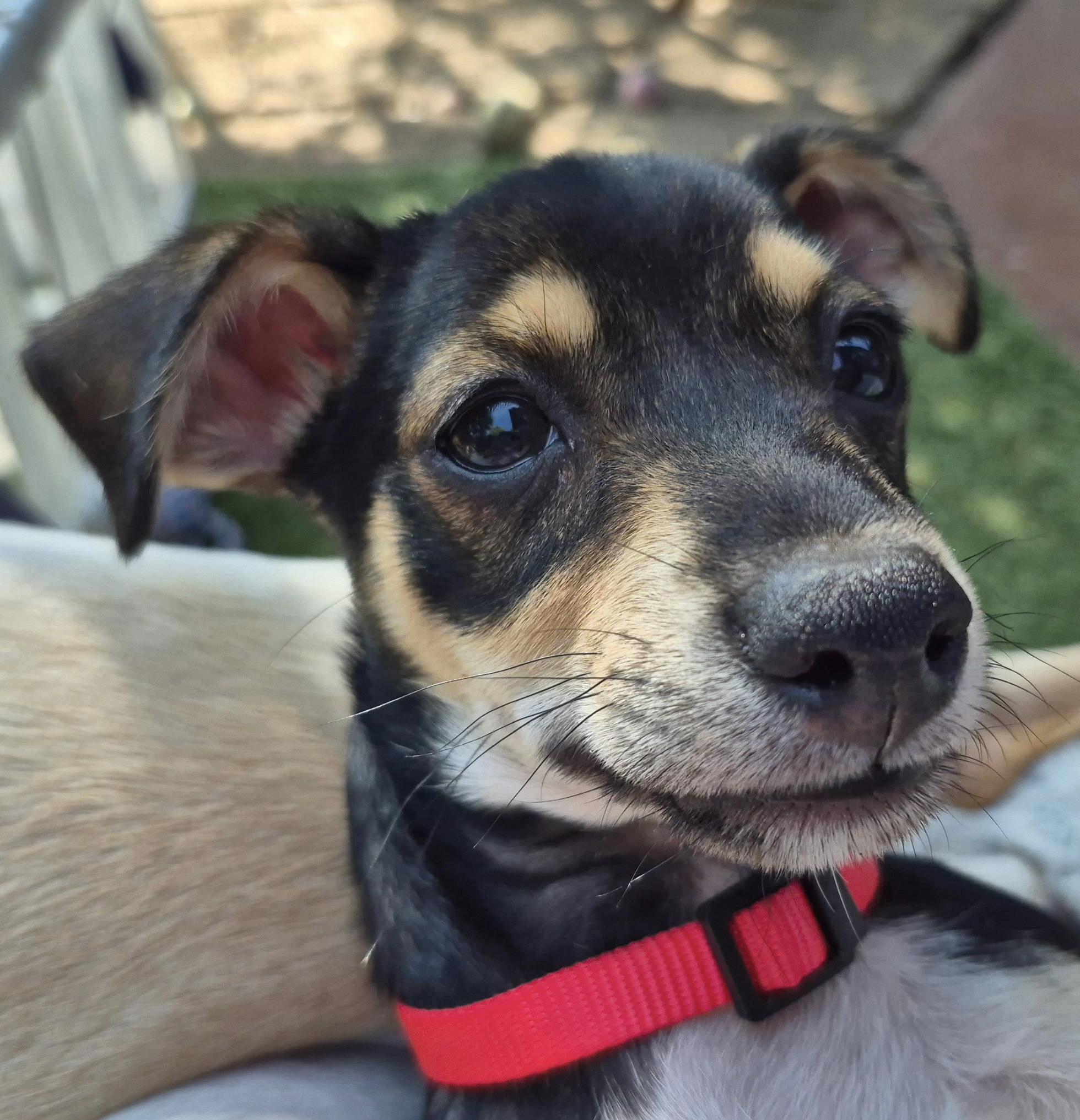 Calliope, a ADOPTABLE mixed breed in Long Beach, CA image 6/6