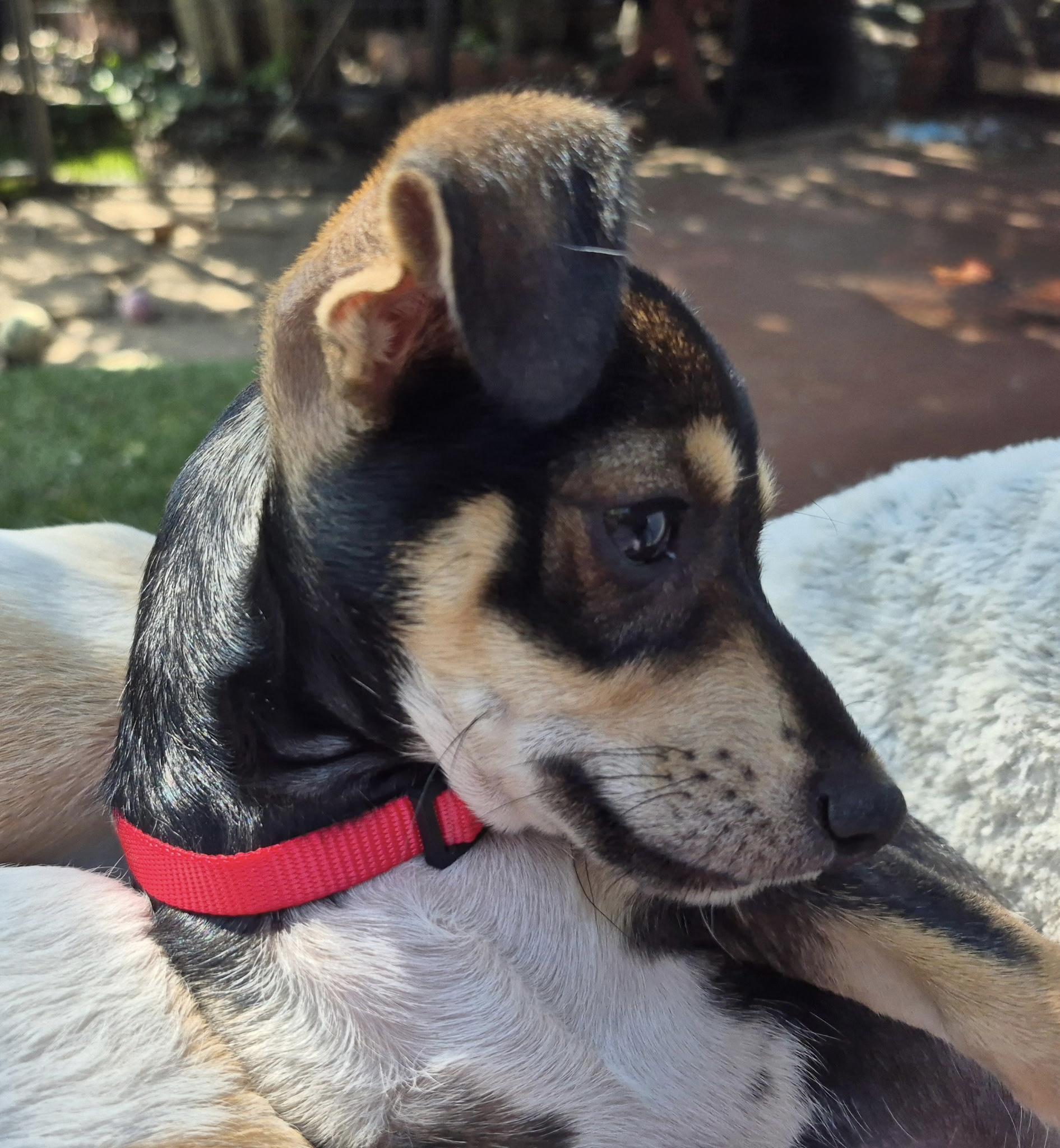 Calliope, a ADOPTABLE mixed breed in Long Beach, CA image 3/6