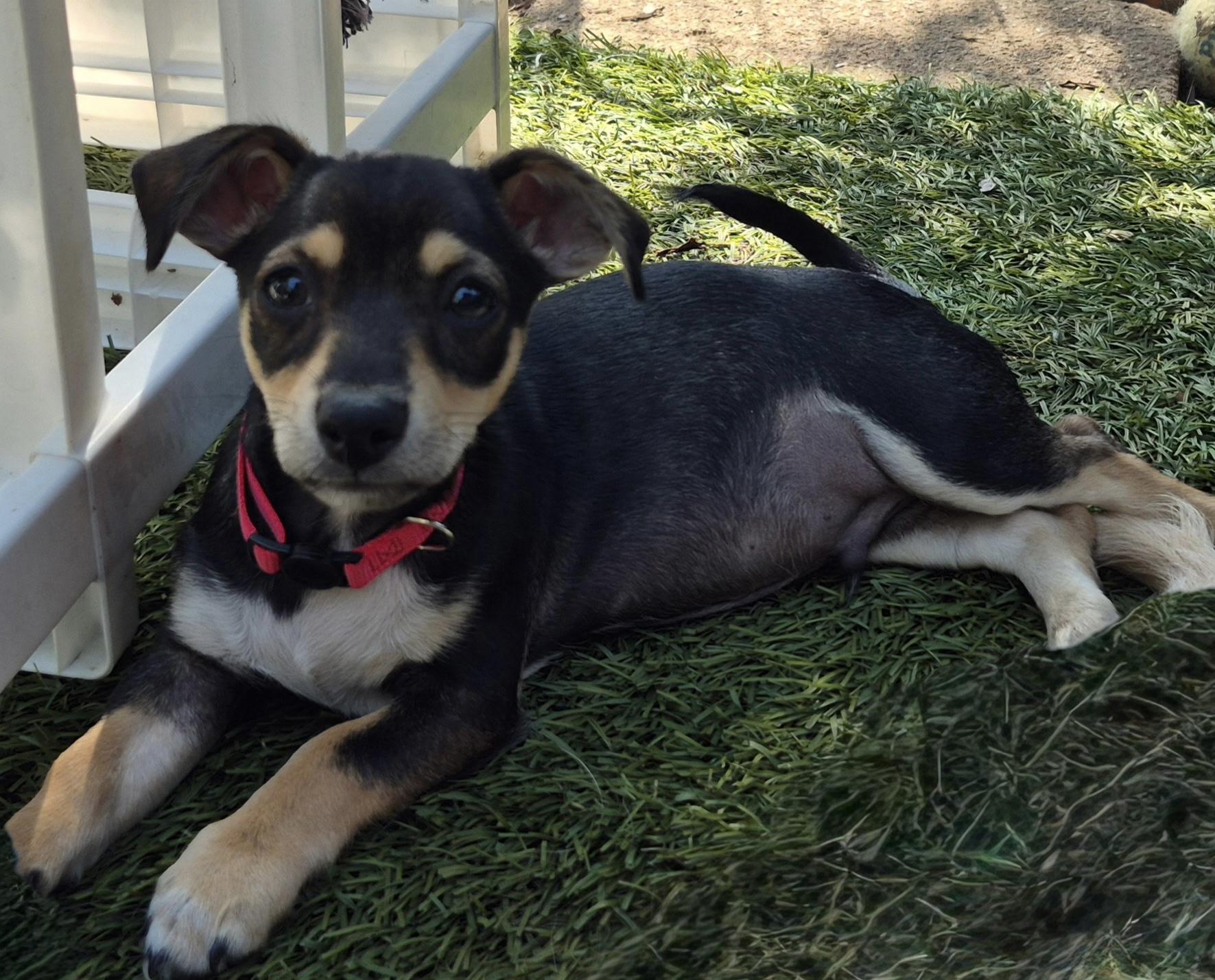 Calliope, a ADOPTABLE mixed breed in Long Beach, CA image 1/6