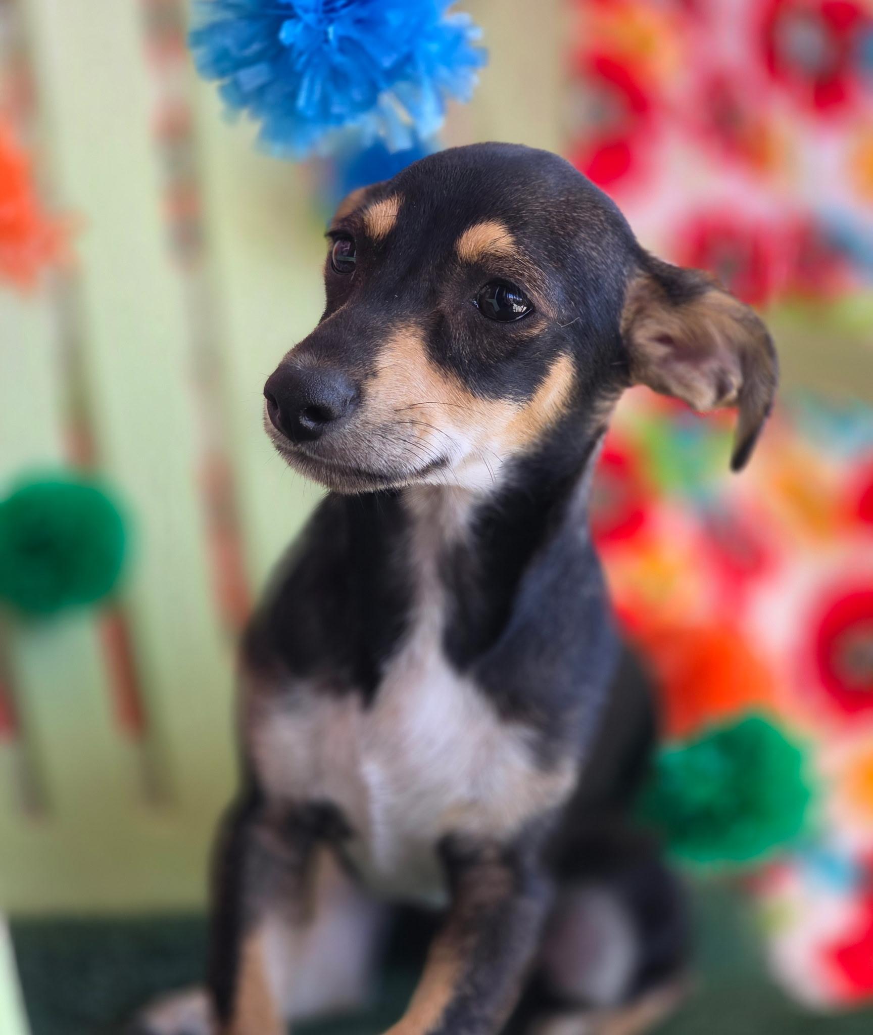 Enlarge Calliope, an adopted mixed breed in Long Beach, CA image 3/6