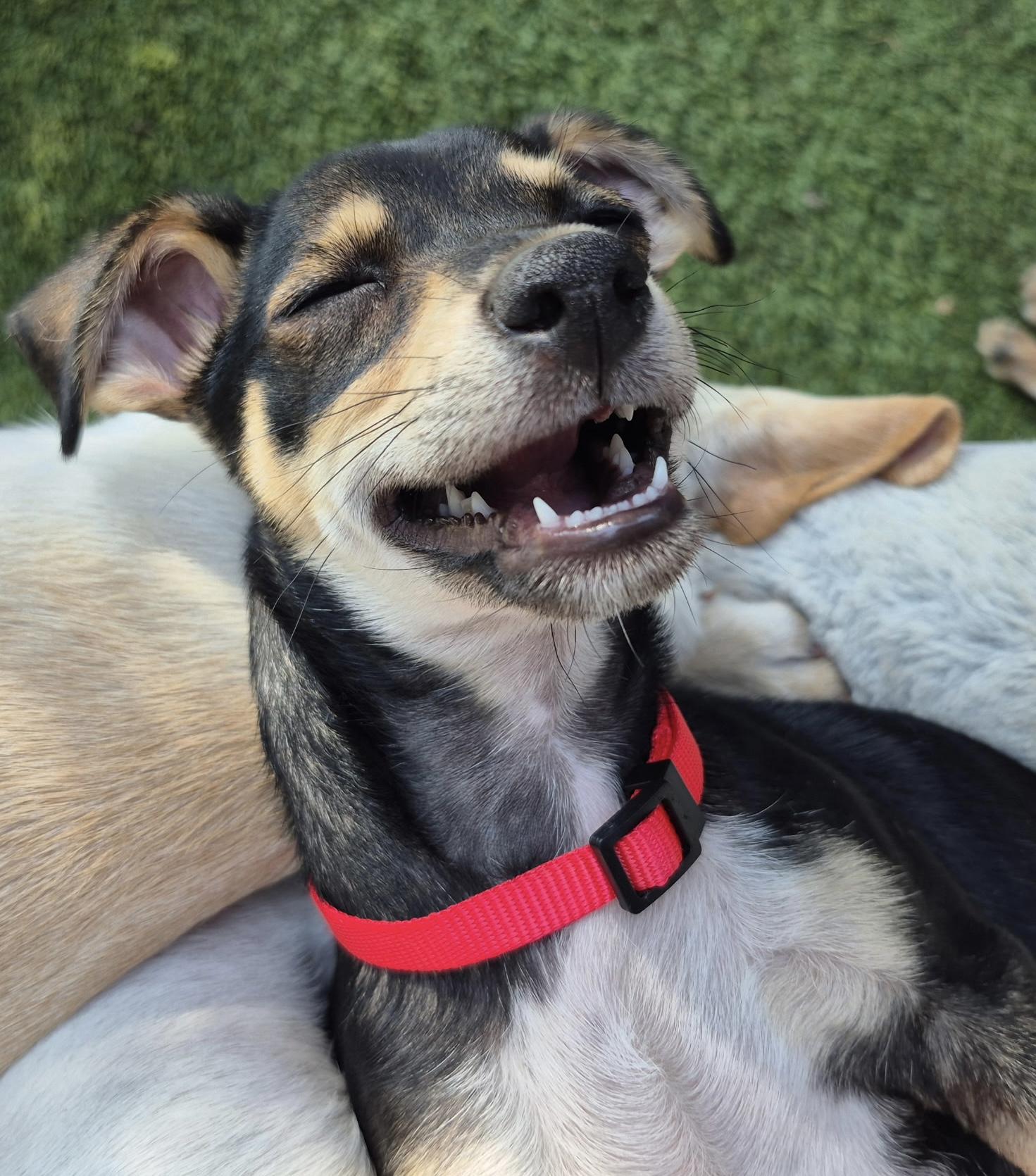 Calliope, a ADOPTABLE mixed breed in Long Beach, CA image 2/6