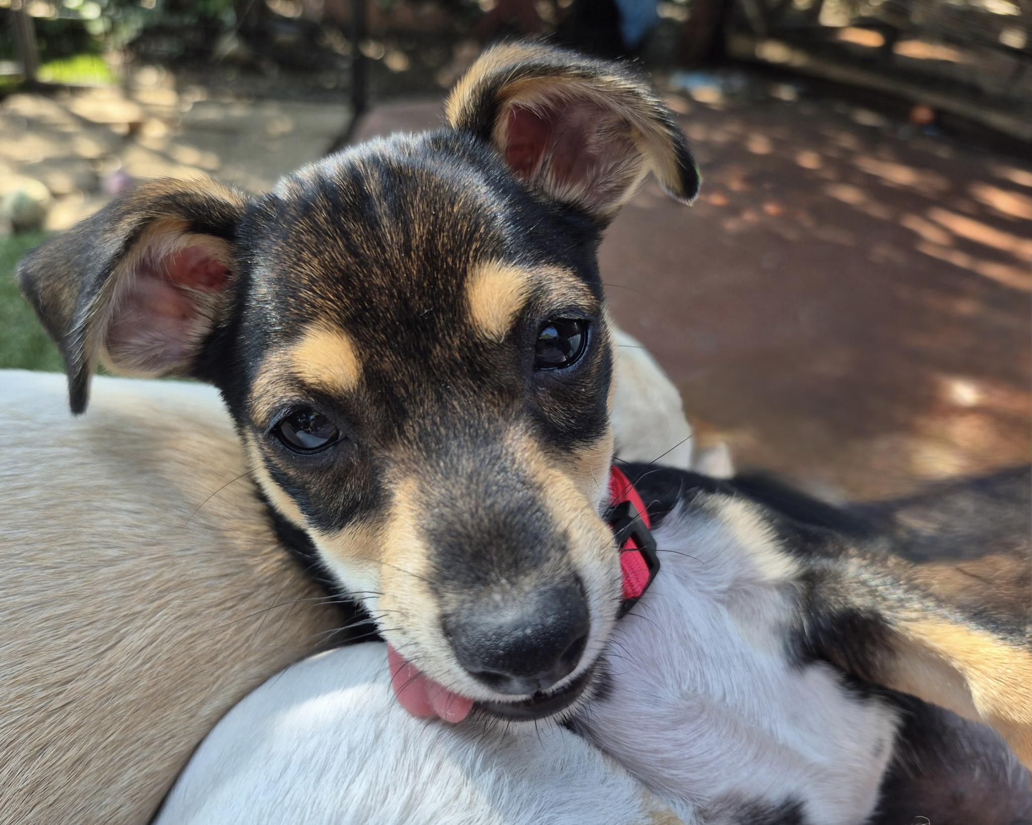 Calliope, a ADOPTABLE mixed breed in Long Beach, CA image 5/6