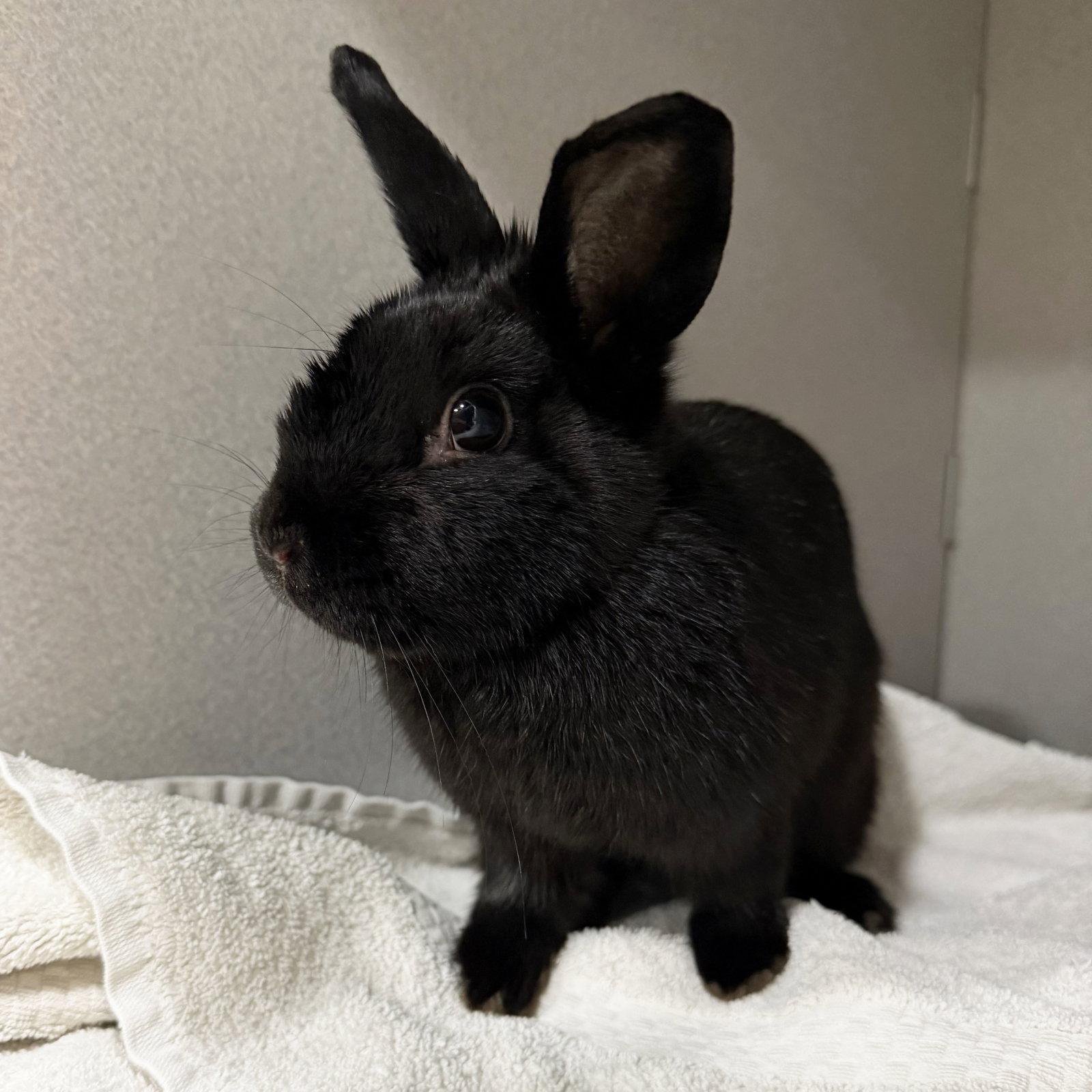 Enlarge Anya, a Adoptable Dwarf in Great Neck, NY image 1/1