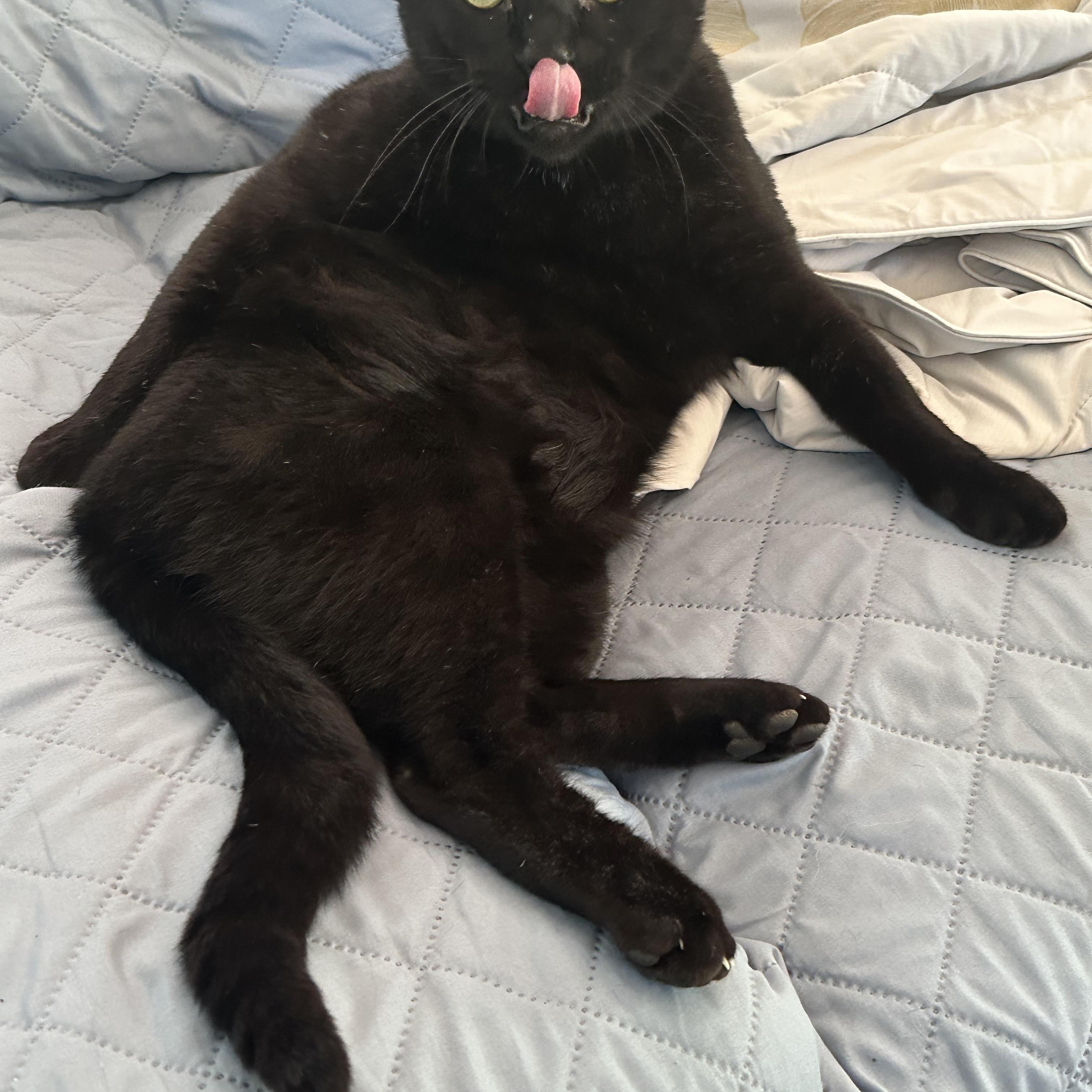 Frank, ADOPTABLE, Young Male Domestic Short Hair.