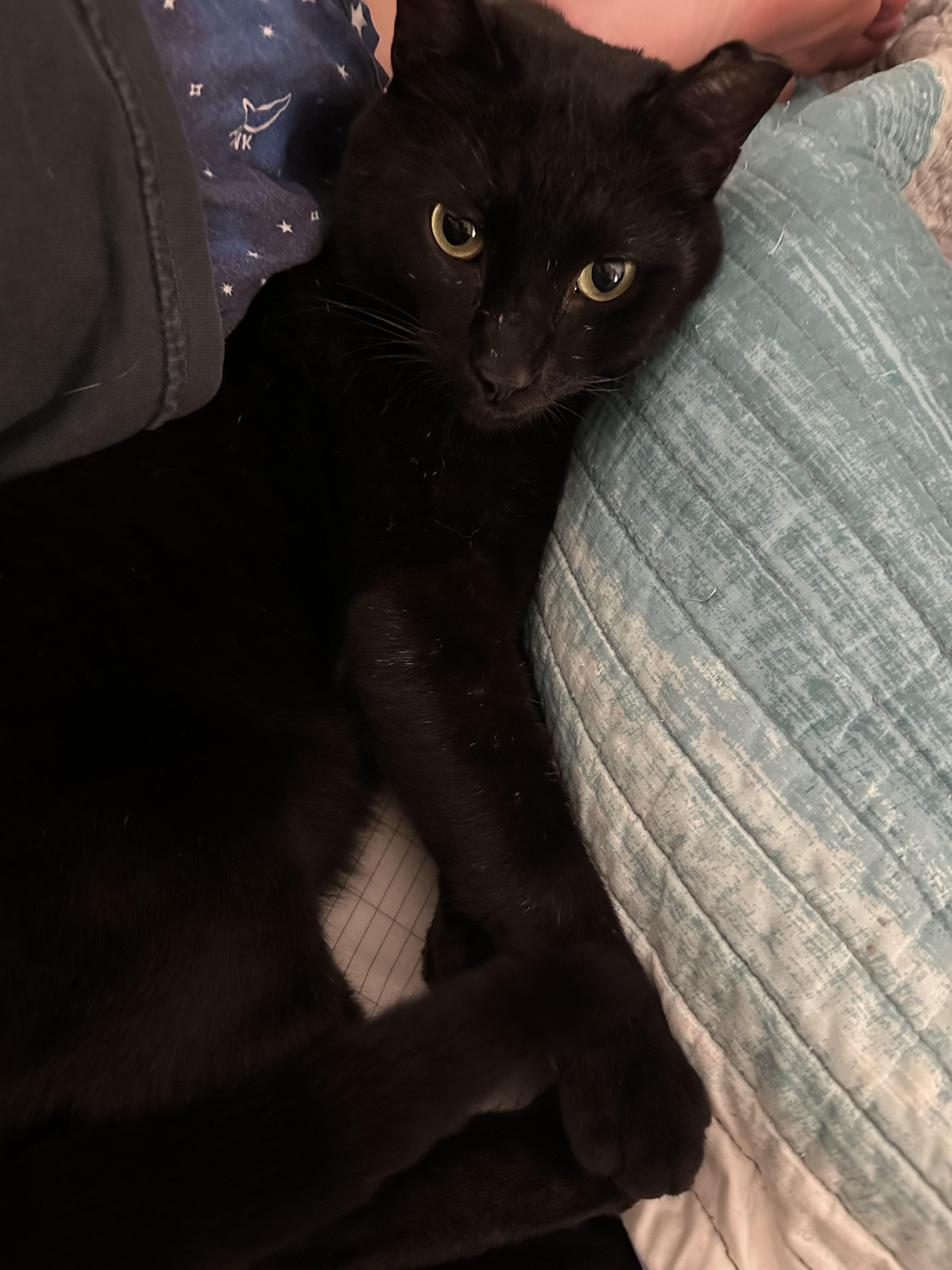 Enlarge Frank, a ADOPTABLE Domestic Short Hair in Keller, TX image 3/3