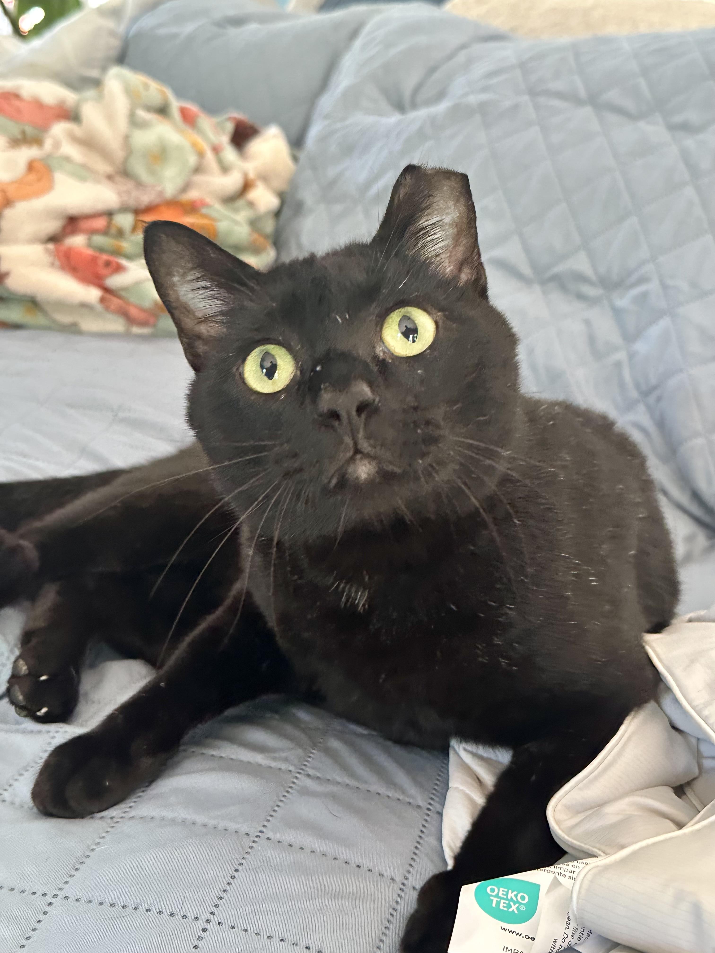 Enlarge Frank, a ADOPTABLE Domestic Short Hair in Keller, TX image 2/3