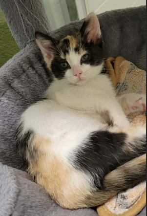 Josie (Josephine), an adopted mixed breed in Escondido, CA image 1/2