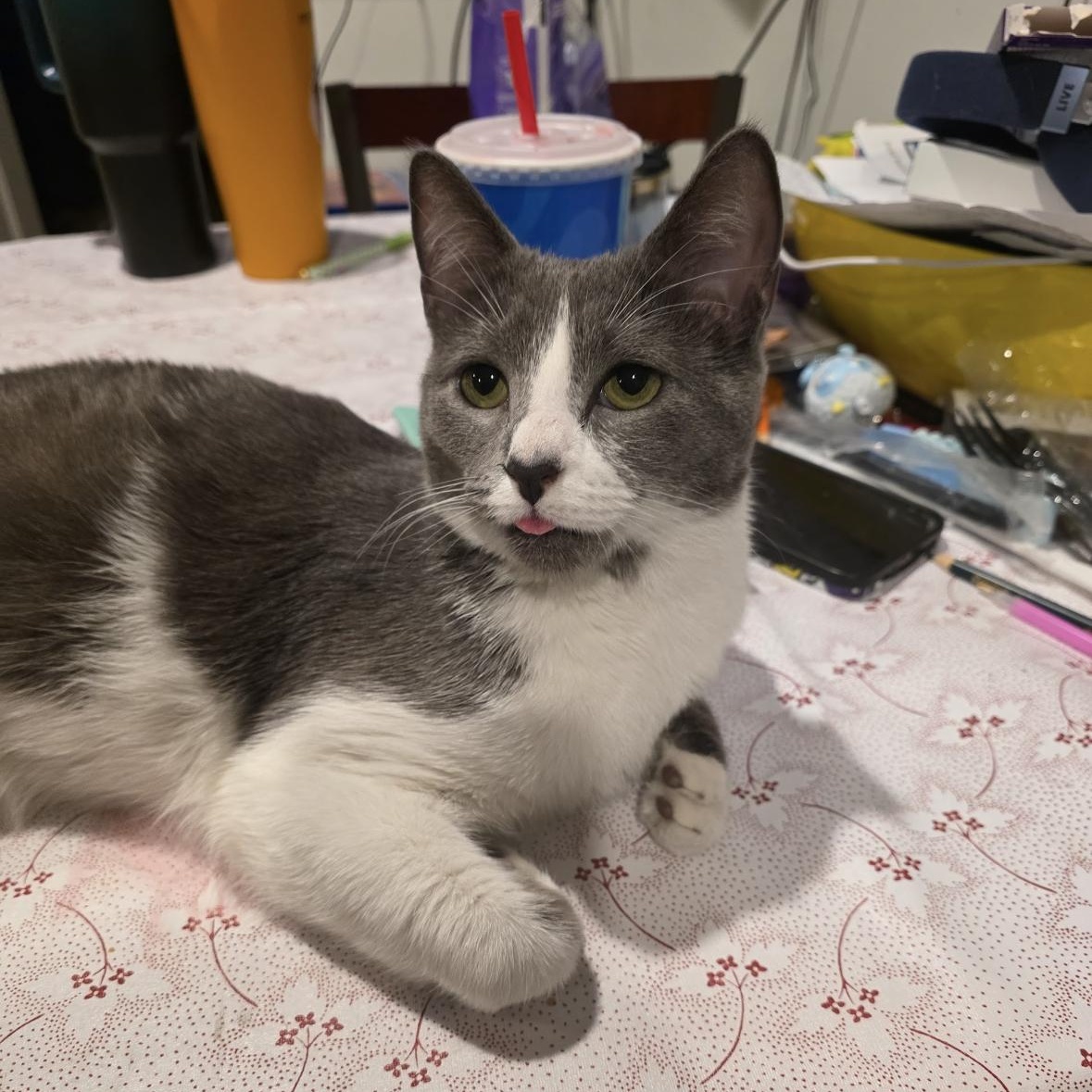 Kinski, the Velcro cat-of-a- lifetime (with that one unpopular feline special need), a Adoptable Domestic Short Hair in Jamaica Plain, MA image 5/6