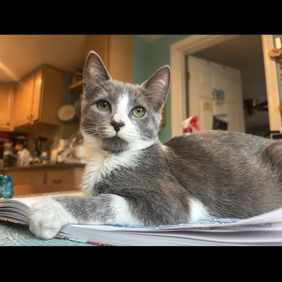 Kinski, the Velcro cat-of-a- lifetime (with that one unpopular feline special need), Adoptable, Young Female Domestic Short Hair.