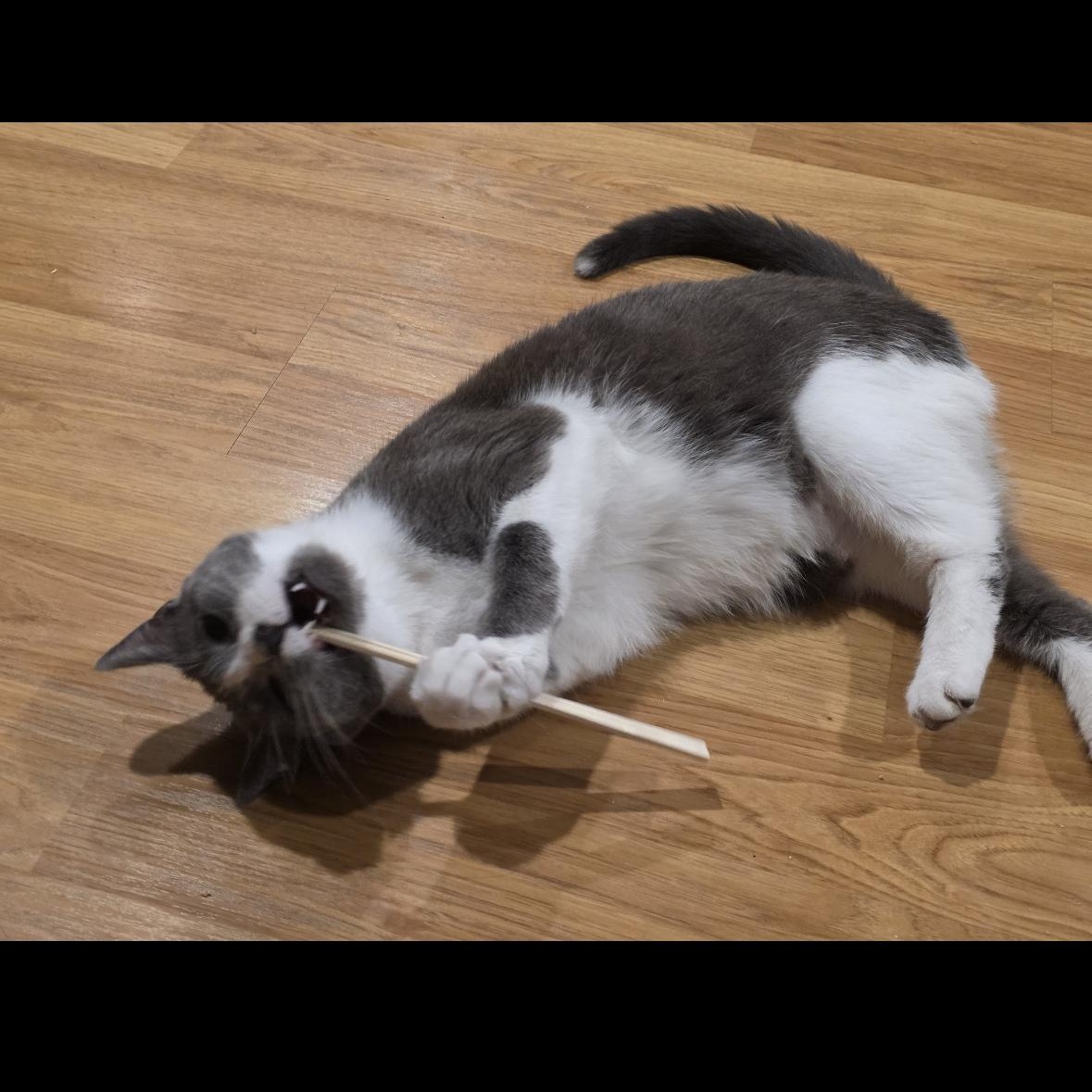 Kinski, the Velcro cat-of-a- lifetime (with that one unpopular feline special need), a Adoptable Domestic Short Hair in Jamaica Plain, MA image 3/6