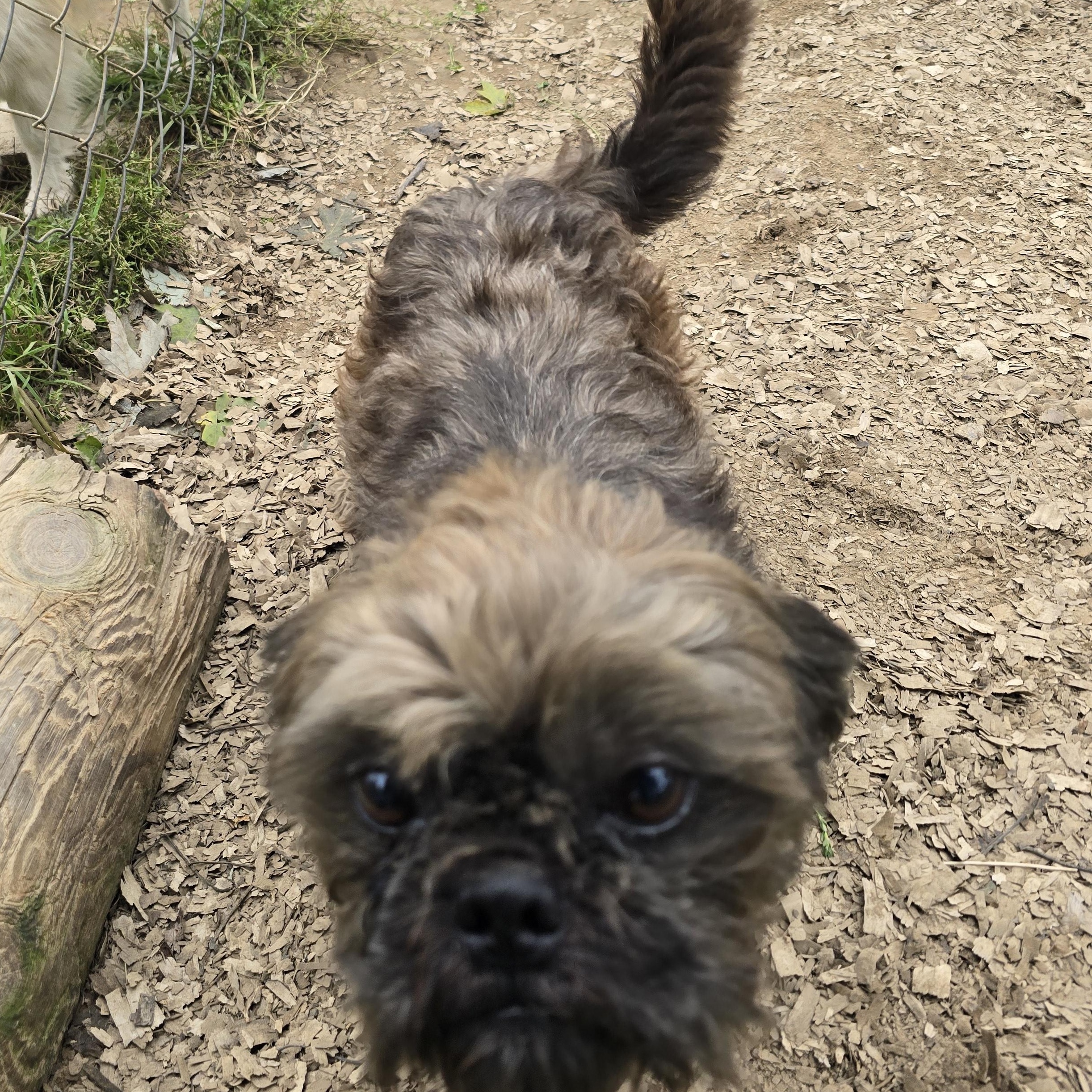 Enlarge Tucker, a Adoptable Shih Tzu in Zaleski, OH image 2/2