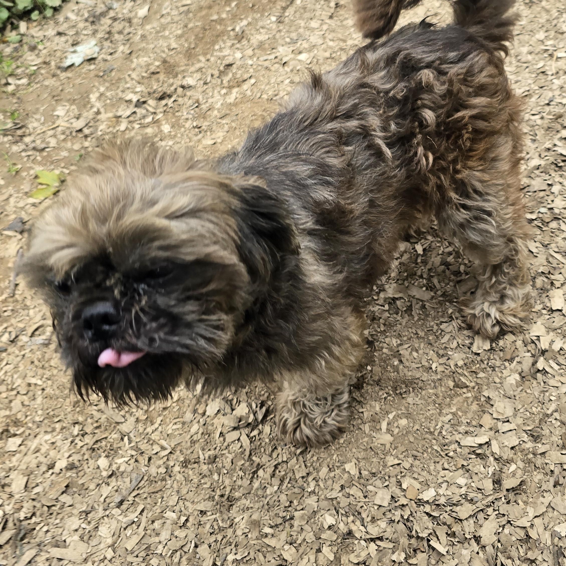 Tucker, Adoptable, Adult Male Shih Tzu.